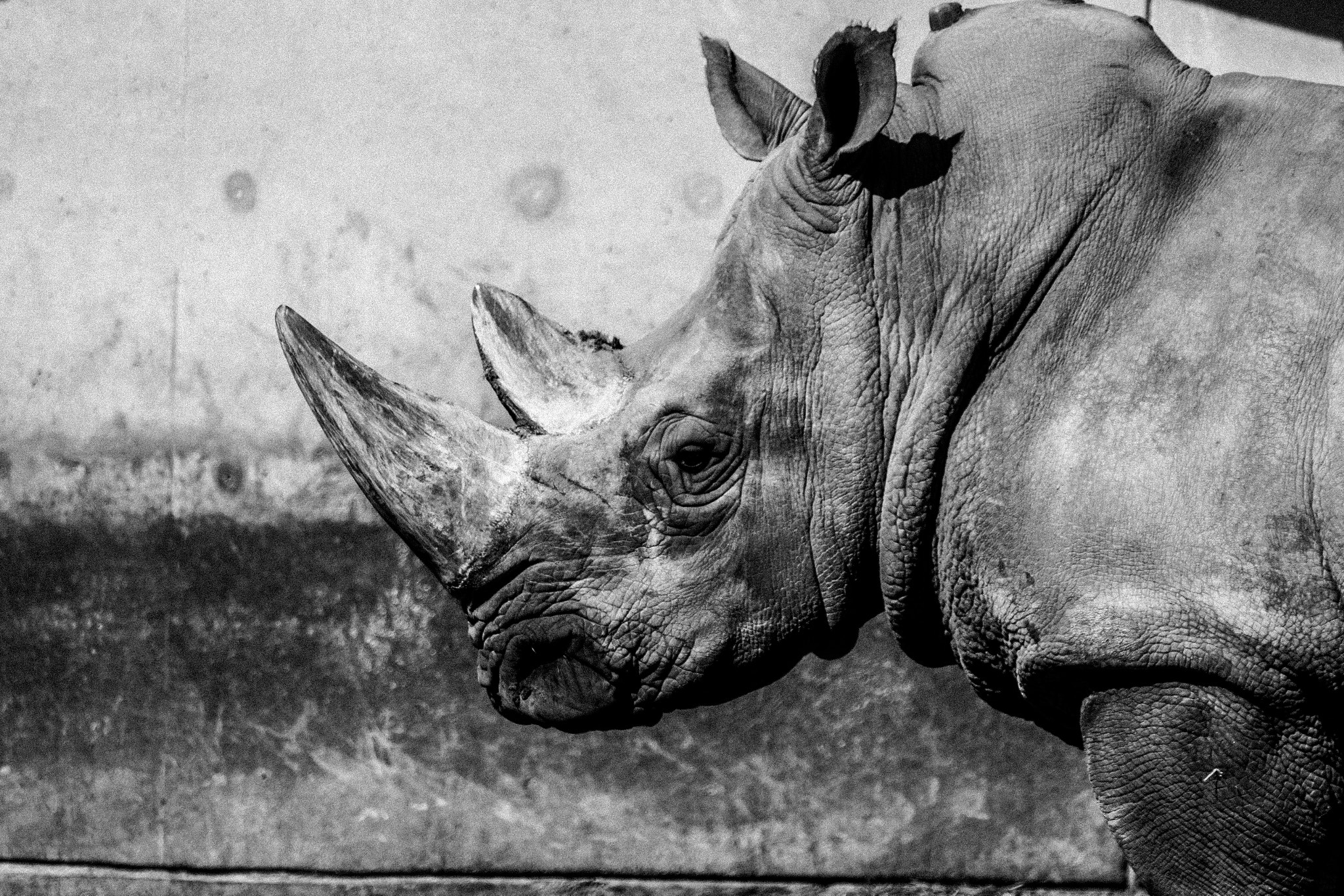Sigma 70-300mm F4-5.6 APO DG Macro sample photo. Rhino photography