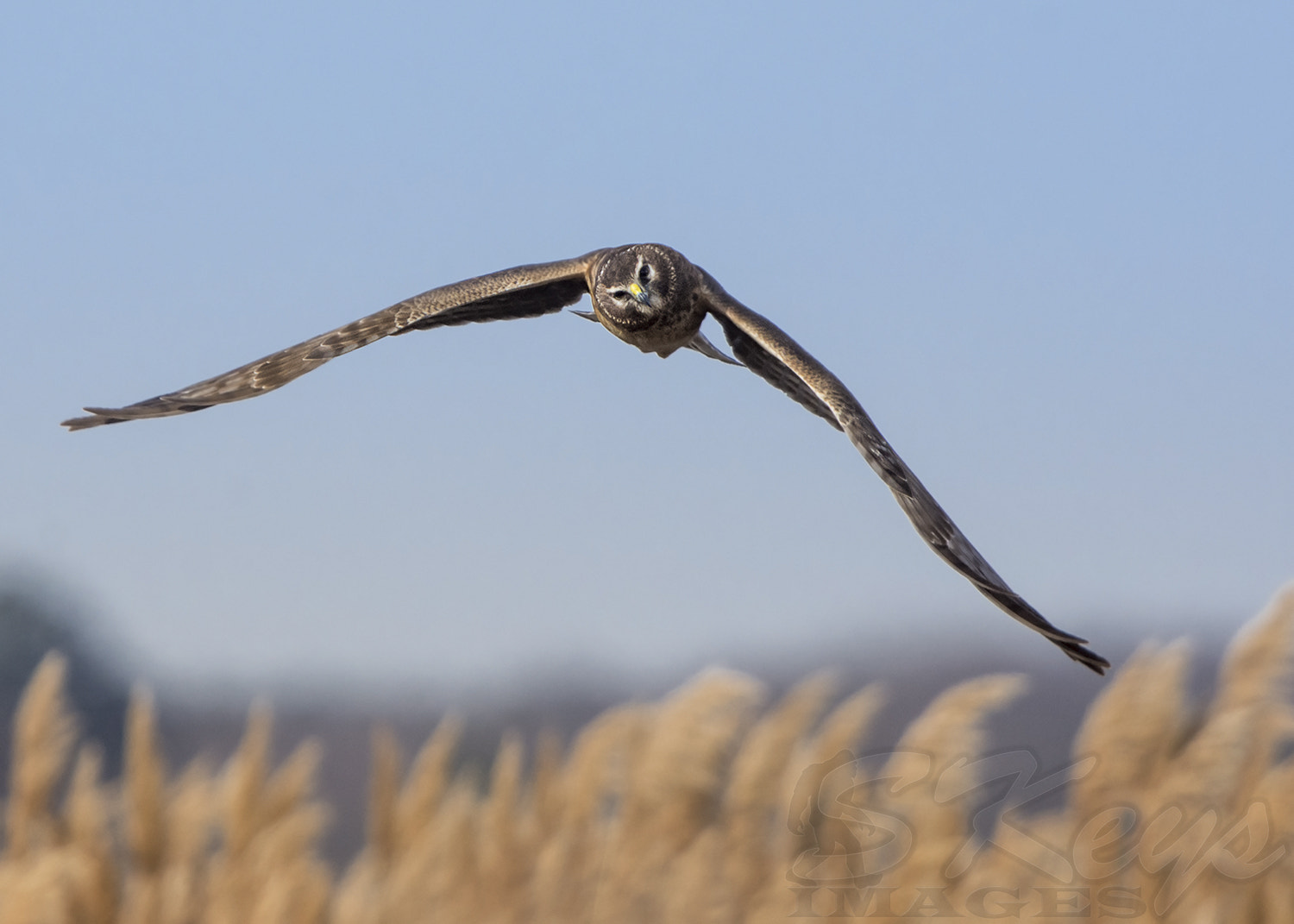 Nikon D7200 + Sigma 500mm F4.5 EX DG HSM sample photo. That look (northern harrier) photography
