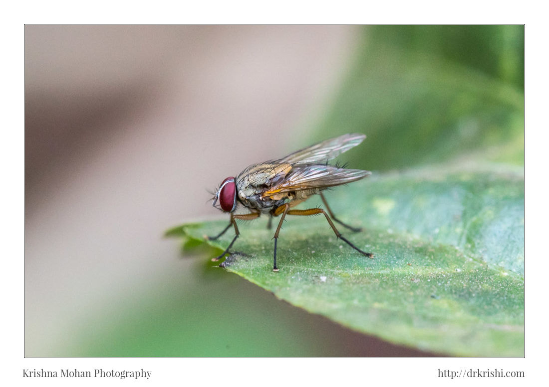 Sony a7R II + Canon EF 100mm F2.8L Macro IS USM sample photo. Fly at iso 6400 using ef 100mm f/2.8 is l lens photography