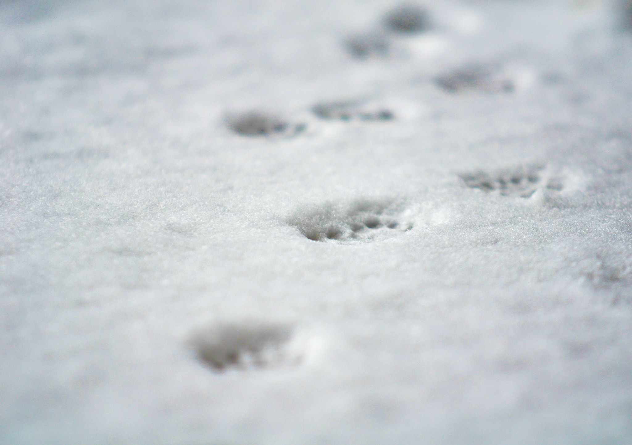 Sigma 70-200mm F2.8 EX DG OS HSM sample photo. Paws in the snow photography