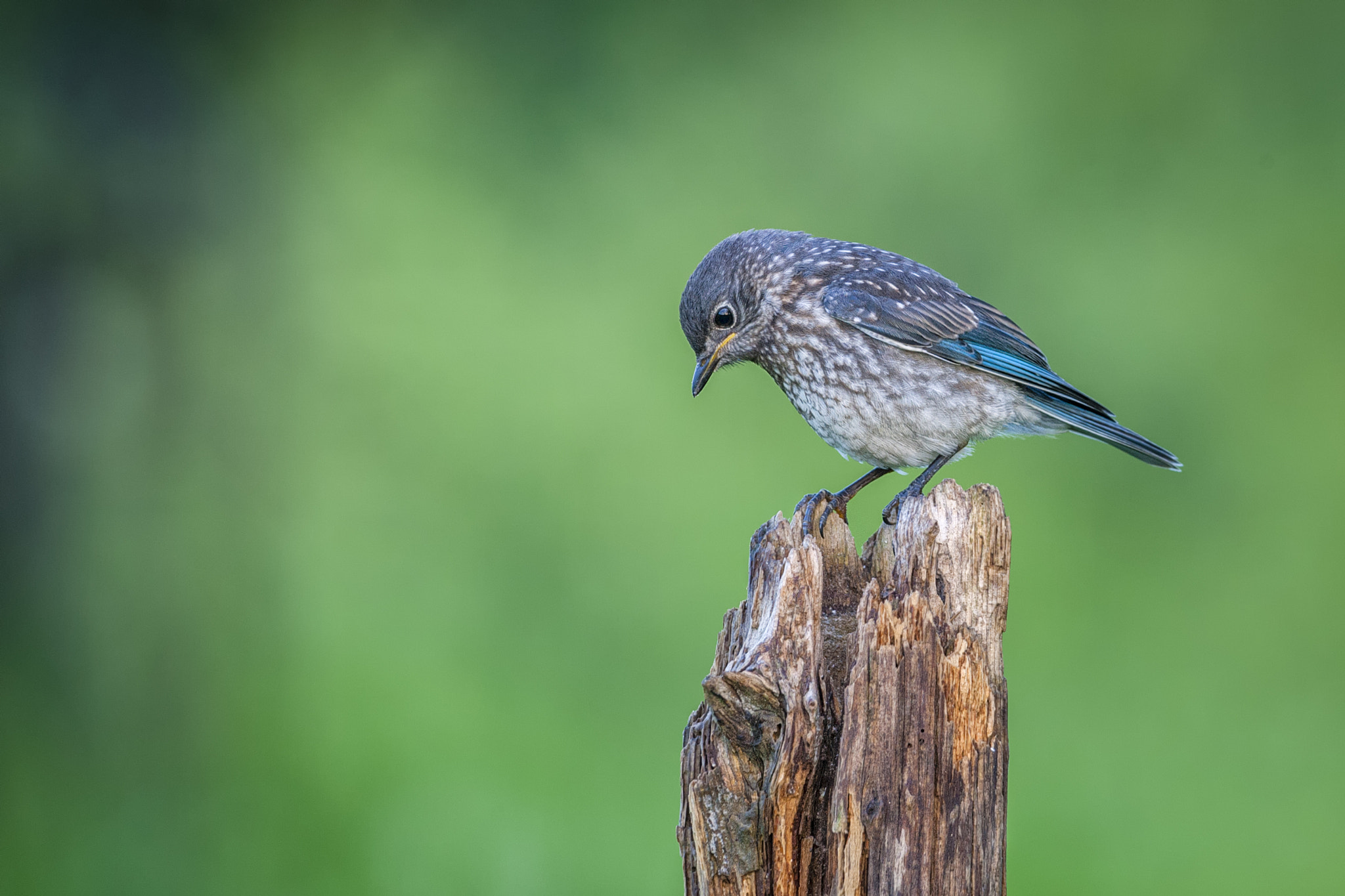 Canon EOS-1D Mark III + Canon EF 500mm F4L IS USM sample photo. Eastern bluebird fledgling photography