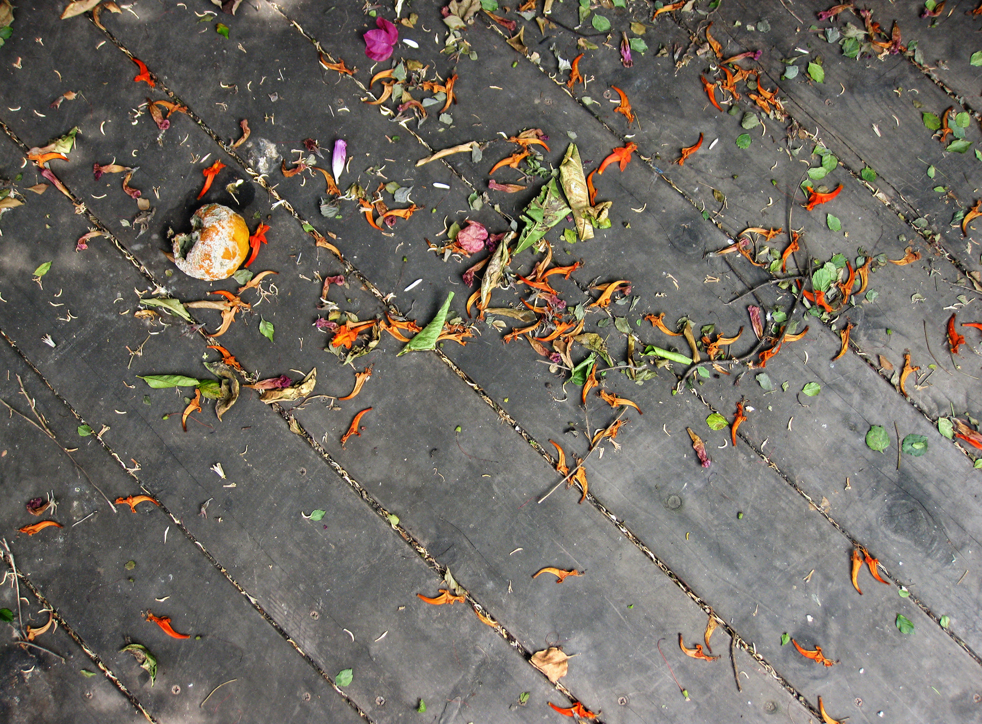 Canon PowerShot SD890 IS (Digital IXUS 970 IS / IXY Digital 820 IS) sample photo. Los angeles backyard photography