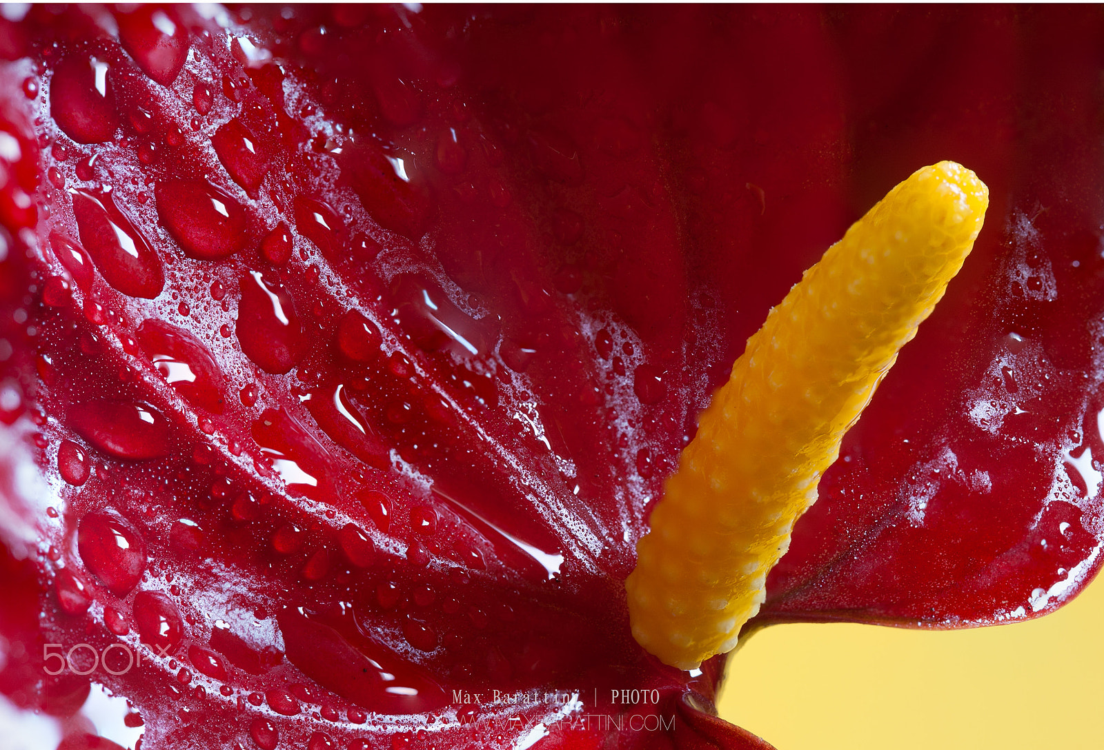 Canon EOS 5D + Canon EF 100mm F2.8 Macro USM sample photo. Anthurium photography