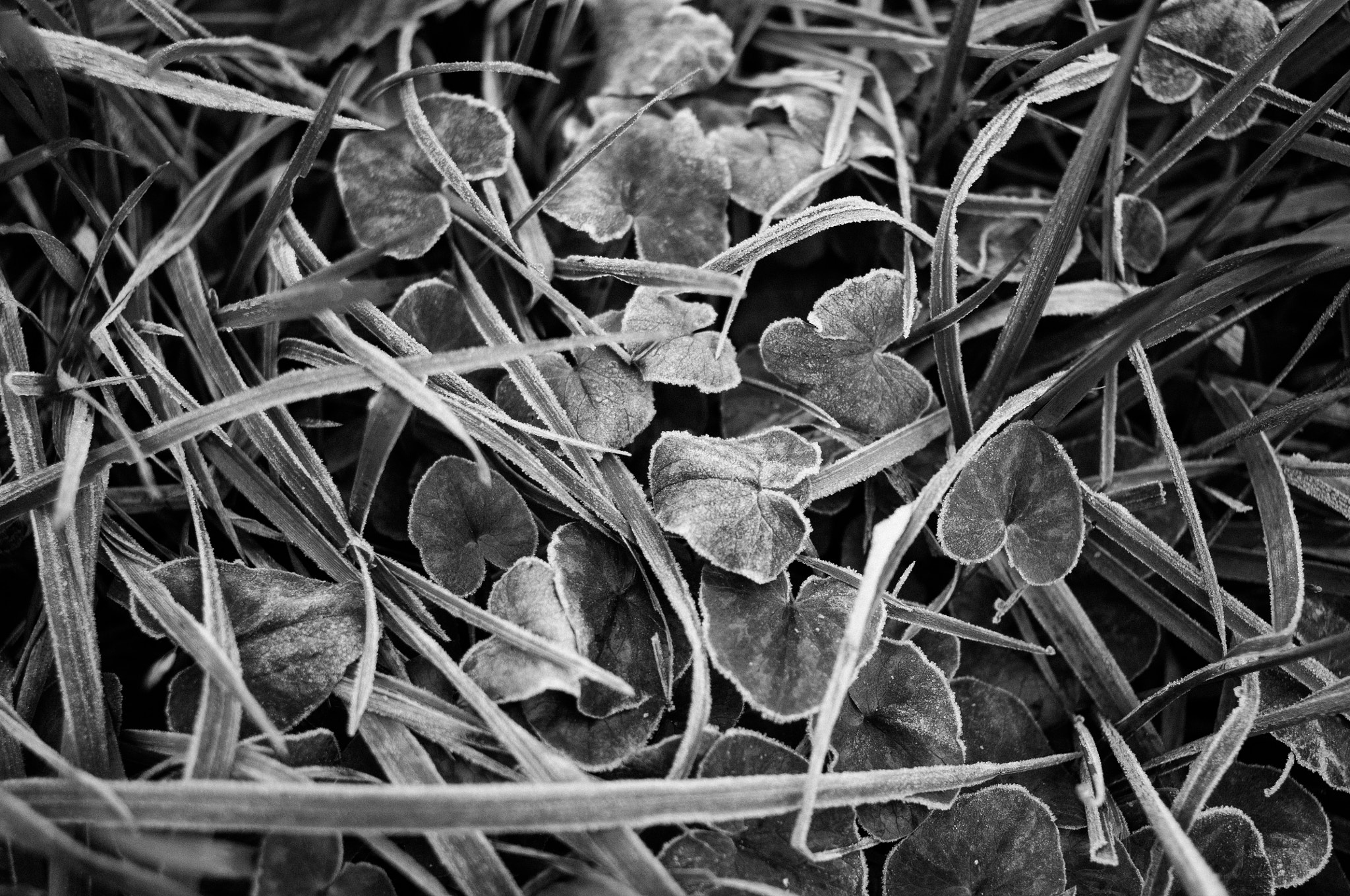 Pentax K-r + Pentax smc DA 35mm F2.4 AL sample photo. Frosted life photography