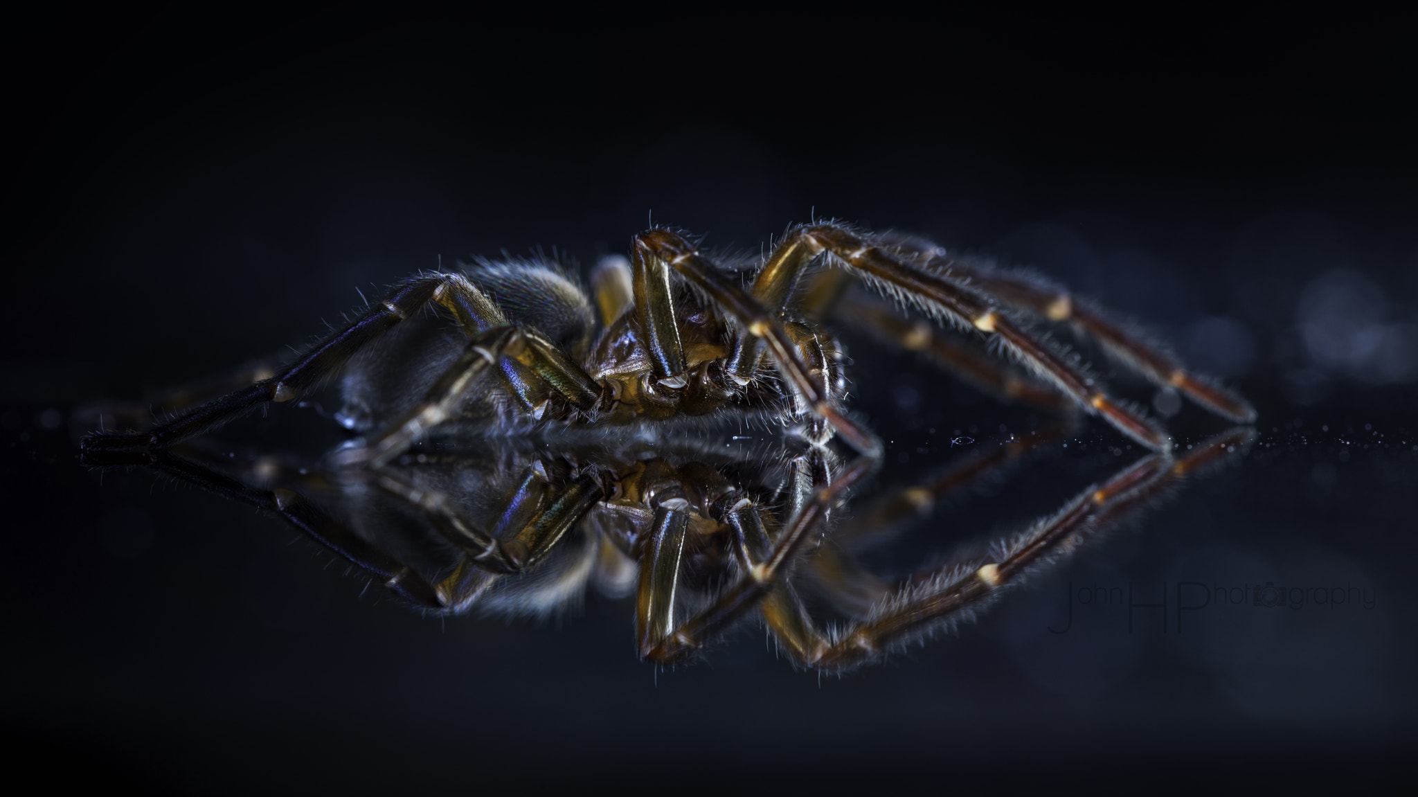 Sigma 150mm F2.8 EX DG OS Macro HSM sample photo. Amaurobius ferox photography