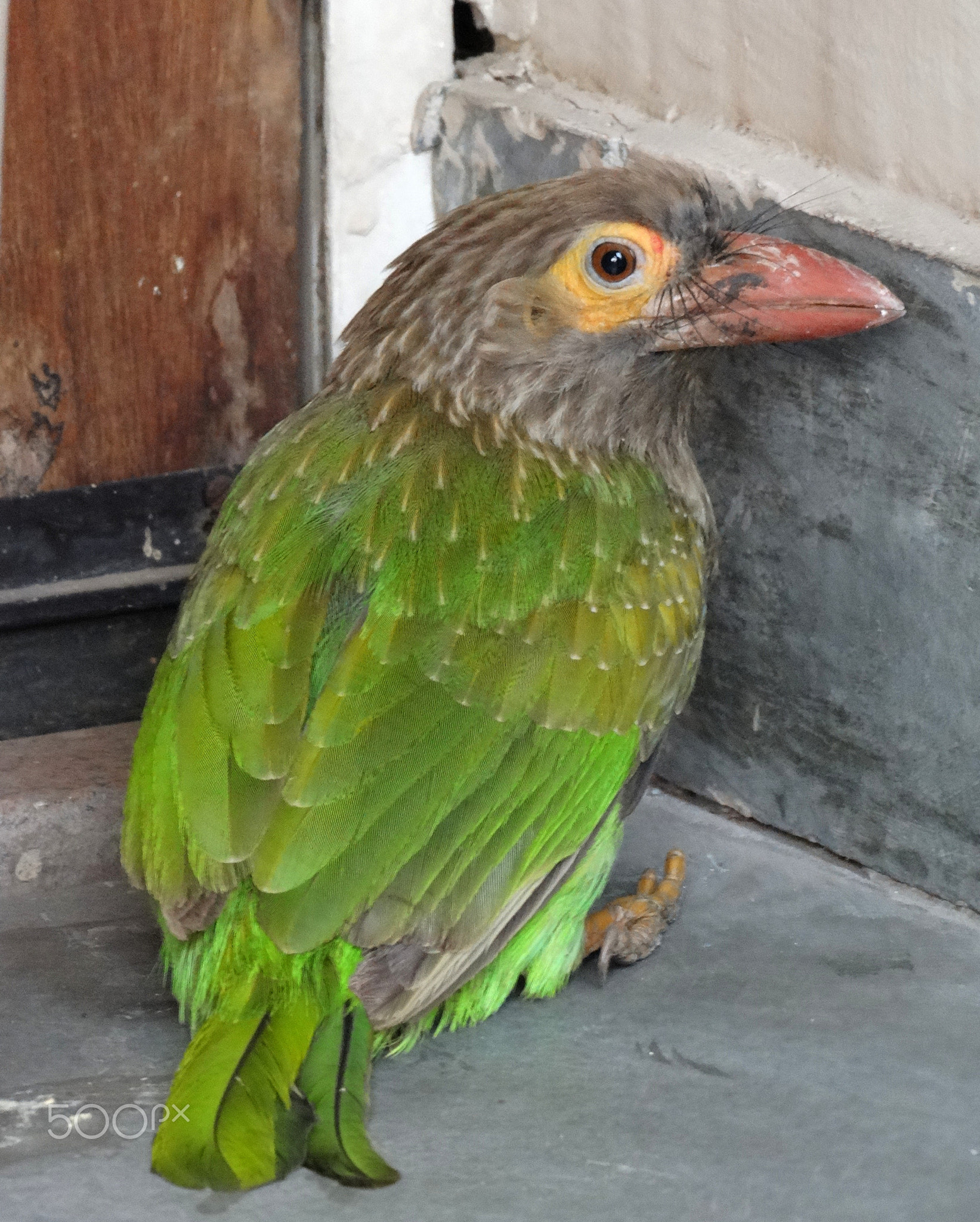 barbet in my balcony