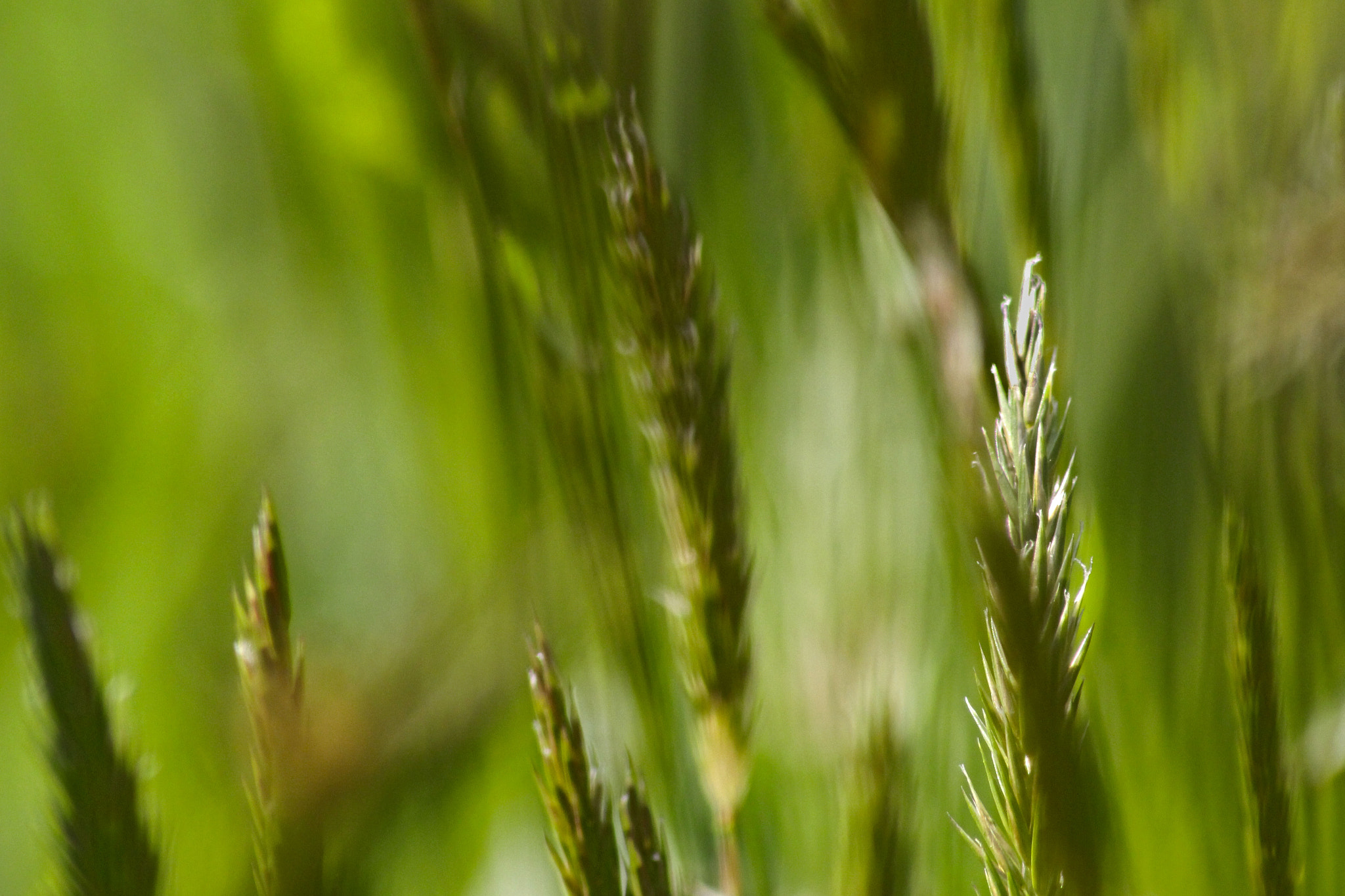 Sigma 70-300mm F4-5.6 APO DG Macro sample photo. Spennellate di verde photography