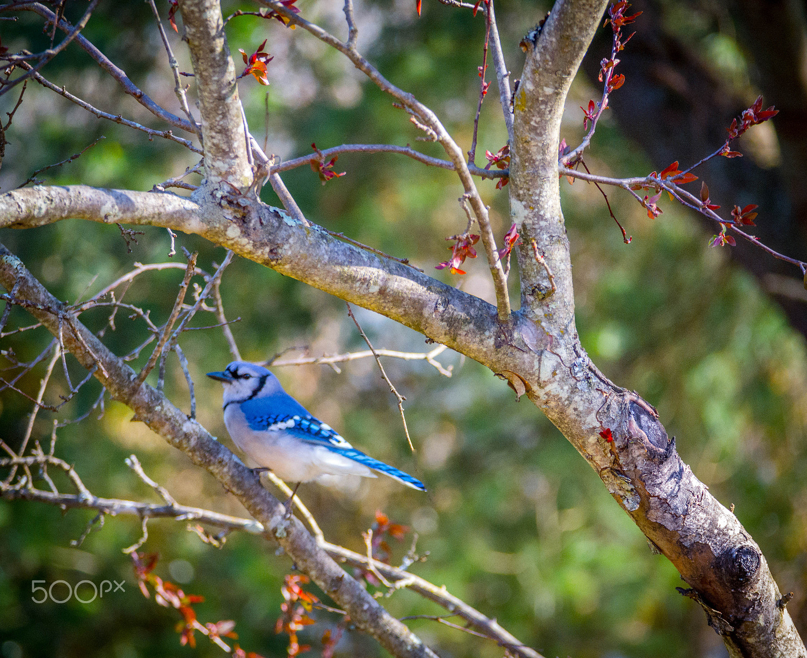 Samsung NX1000 + Samsung NX 50-200mm F4-5.6 ED OIS sample photo. Adult blue jay photography