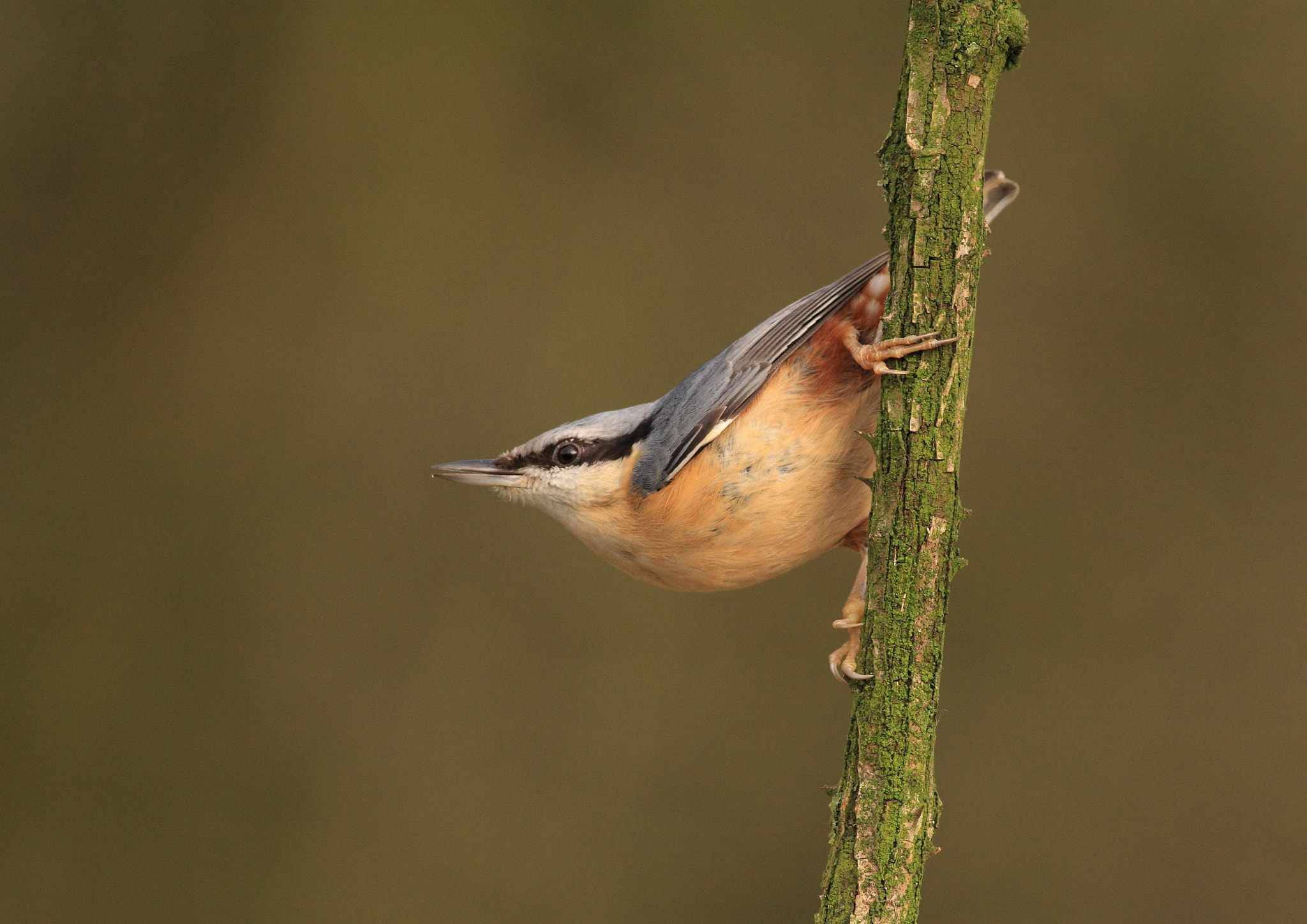 Canon EOS 50D + Canon EF 400mm F5.6L USM sample photo. Nuthatch photography
