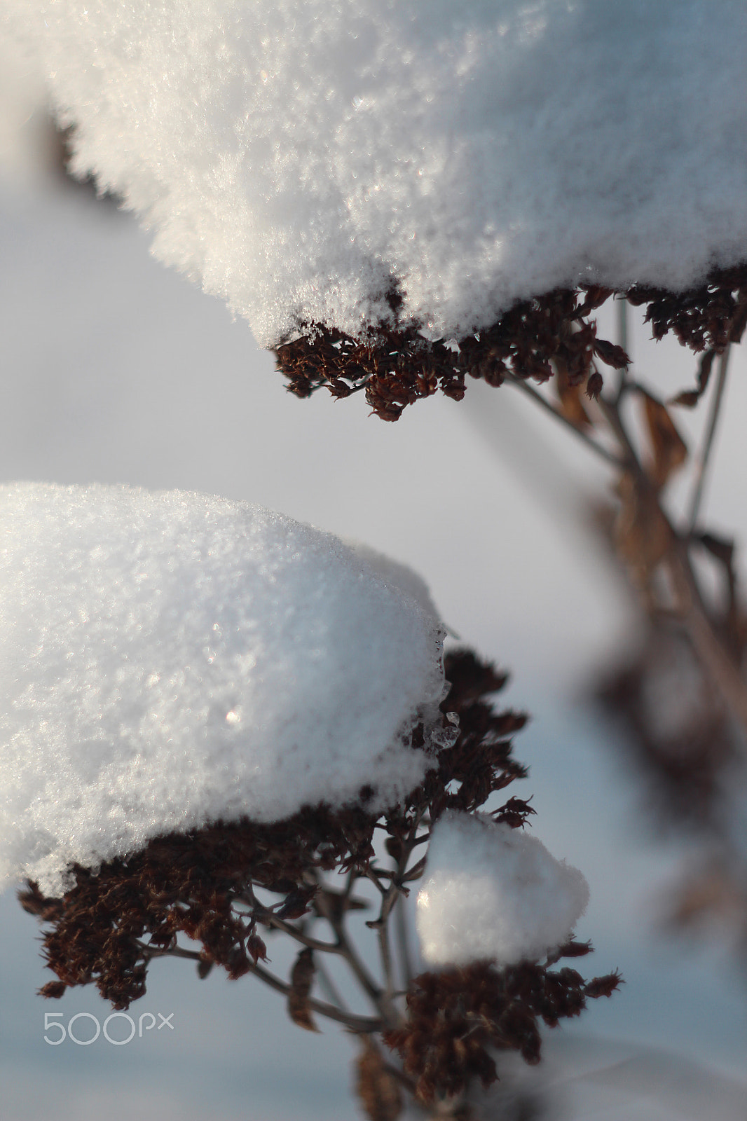Canon EF 28-80mm f/3.5-5.6 sample photo. Winter flowers photography