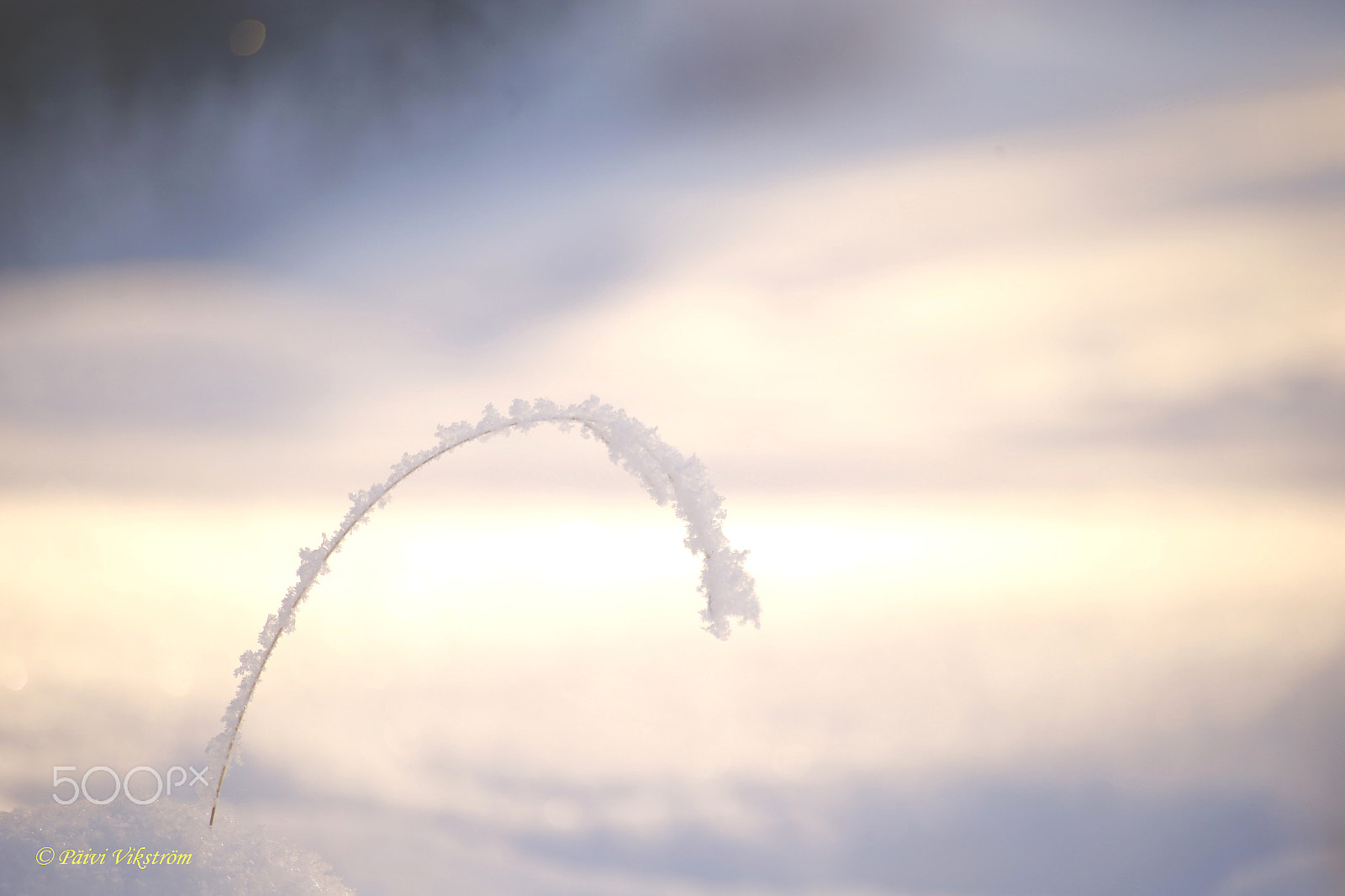 Canon EOS 6D + Canon 70-300mm sample photo. Snowy blade of grass photography