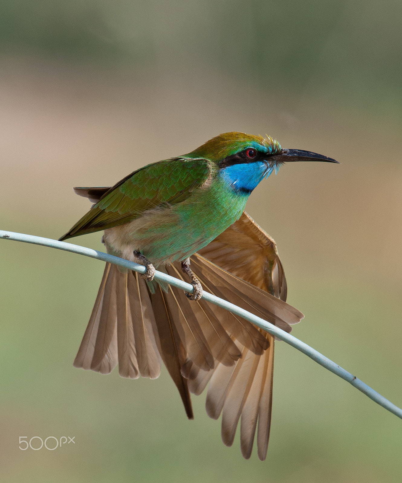 Sigma 150-500mm F5-6.3 DG OS HSM sample photo. The green bee-eater (merops orientalis) photography