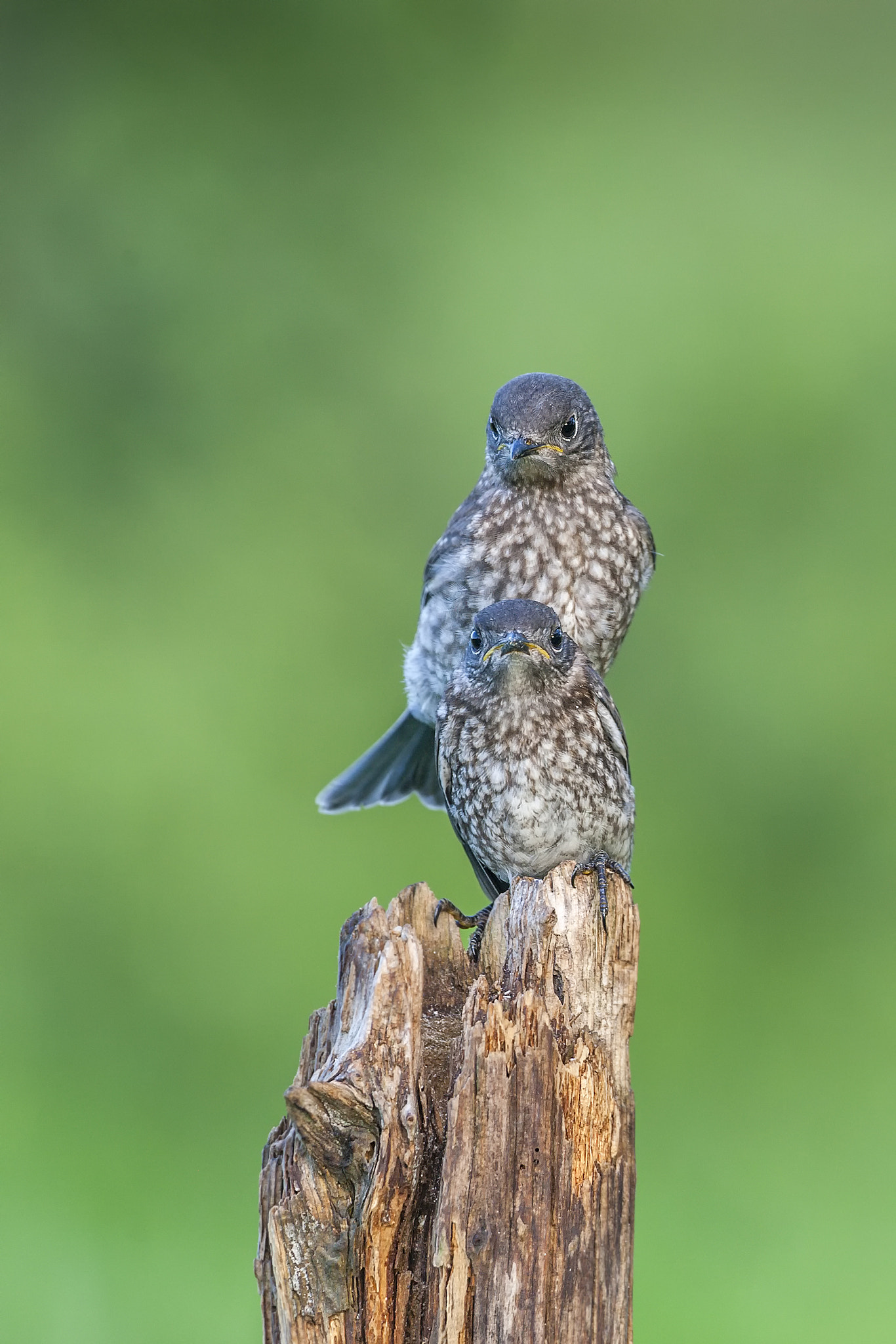 Canon EOS-1D Mark III + Canon EF 500mm F4L IS USM sample photo. Eastern bluebird fledgling brothers photography