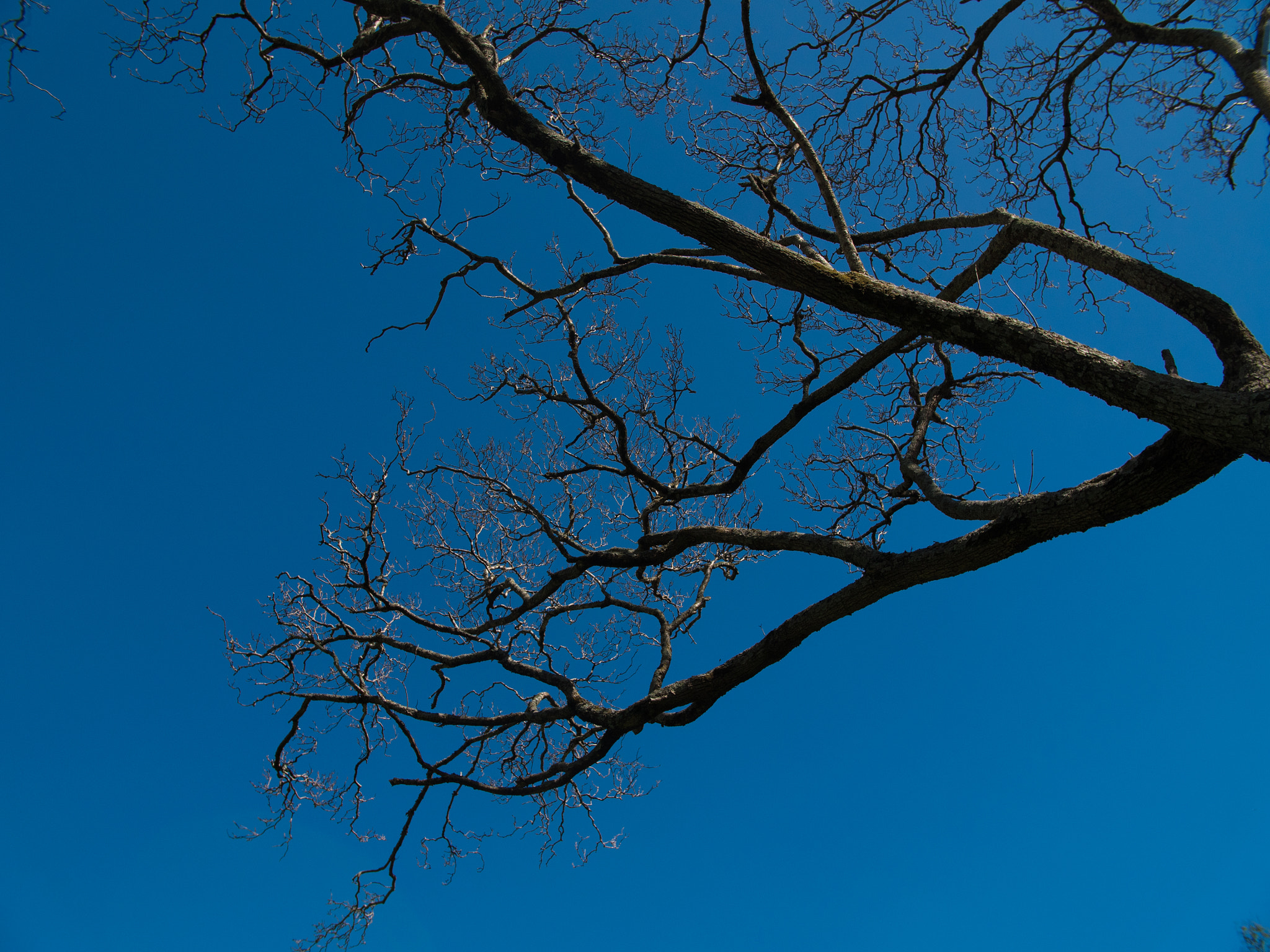 Panasonic Lumix DMC-GH4 + .64x Metabones 18-35/1.8 sample photo. Minimalist tree photography