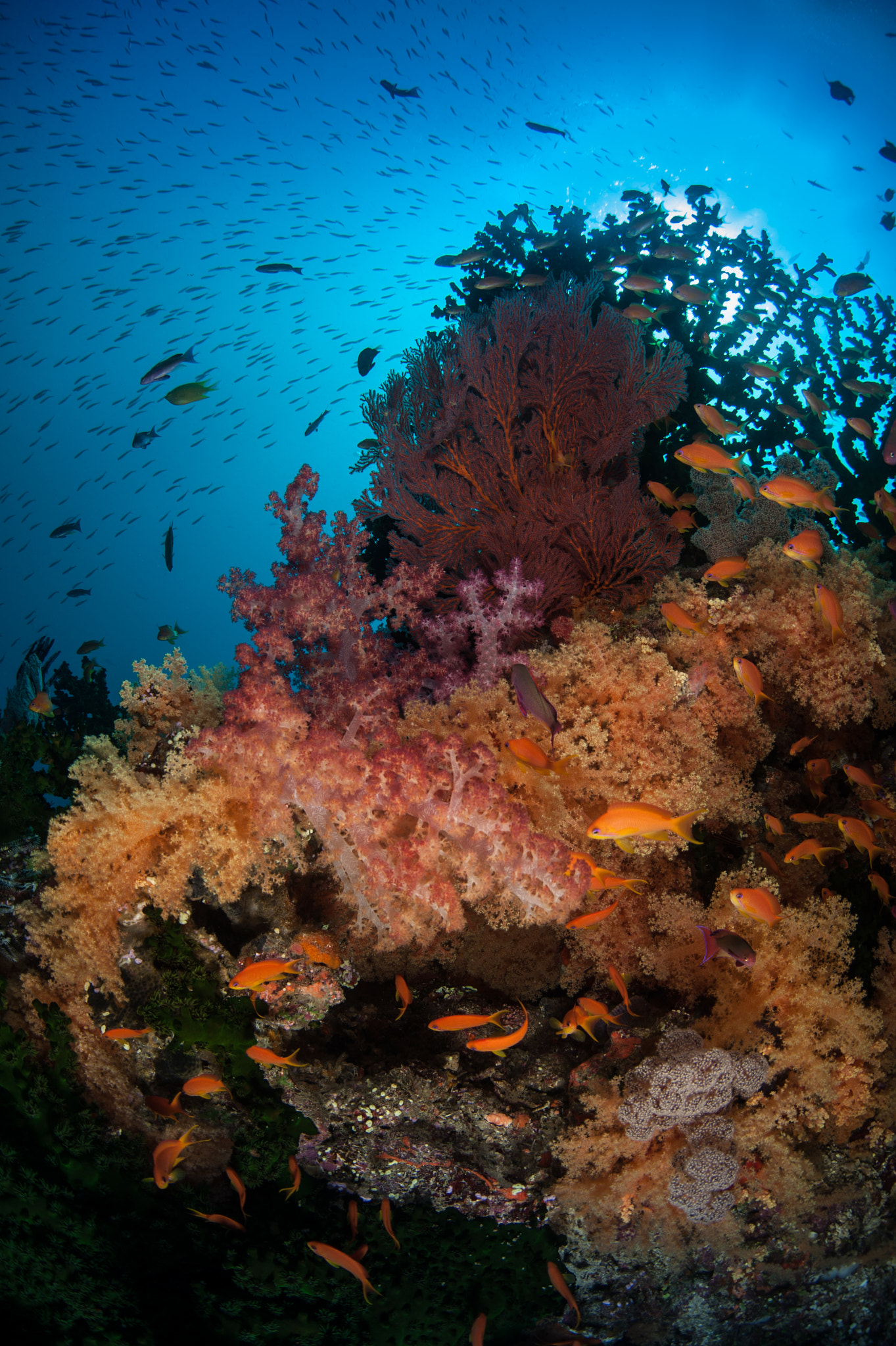 Nikon D700 + Sigma 15mm F2.8 EX DG Diagonal Fisheye sample photo. Colors of fiji photography
