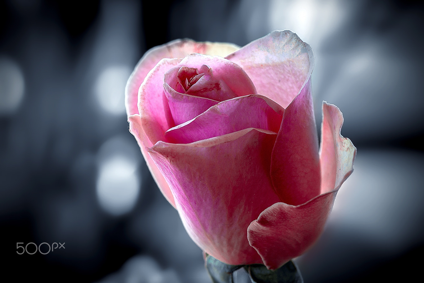 Canon EOS 60D + Canon EF 100mm F2.8 Macro USM sample photo. The other color of the flower photography