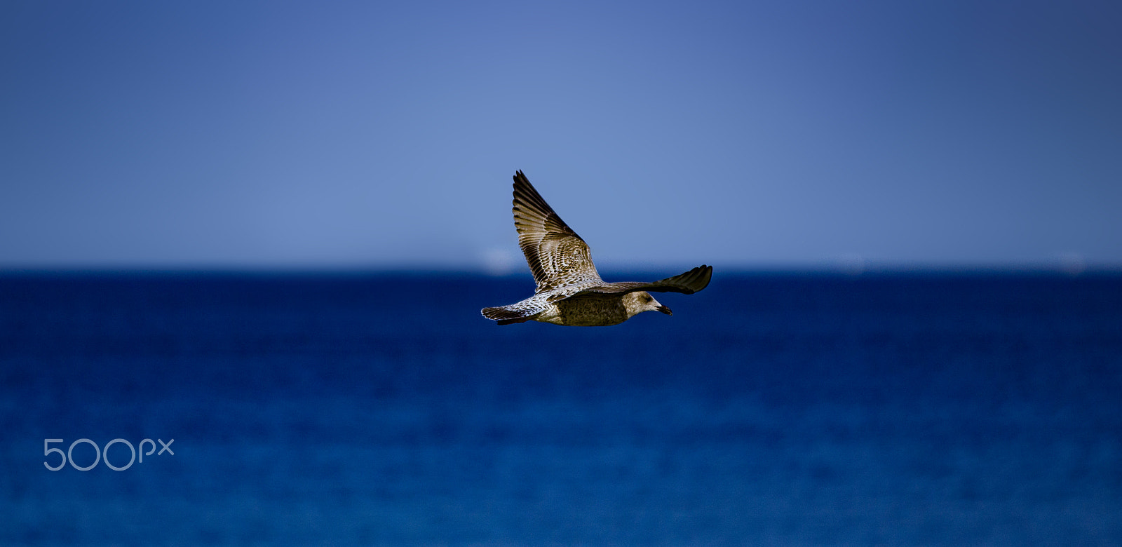 Sigma 70-200mm F2.8 EX DG OS HSM sample photo. Fly high photography
