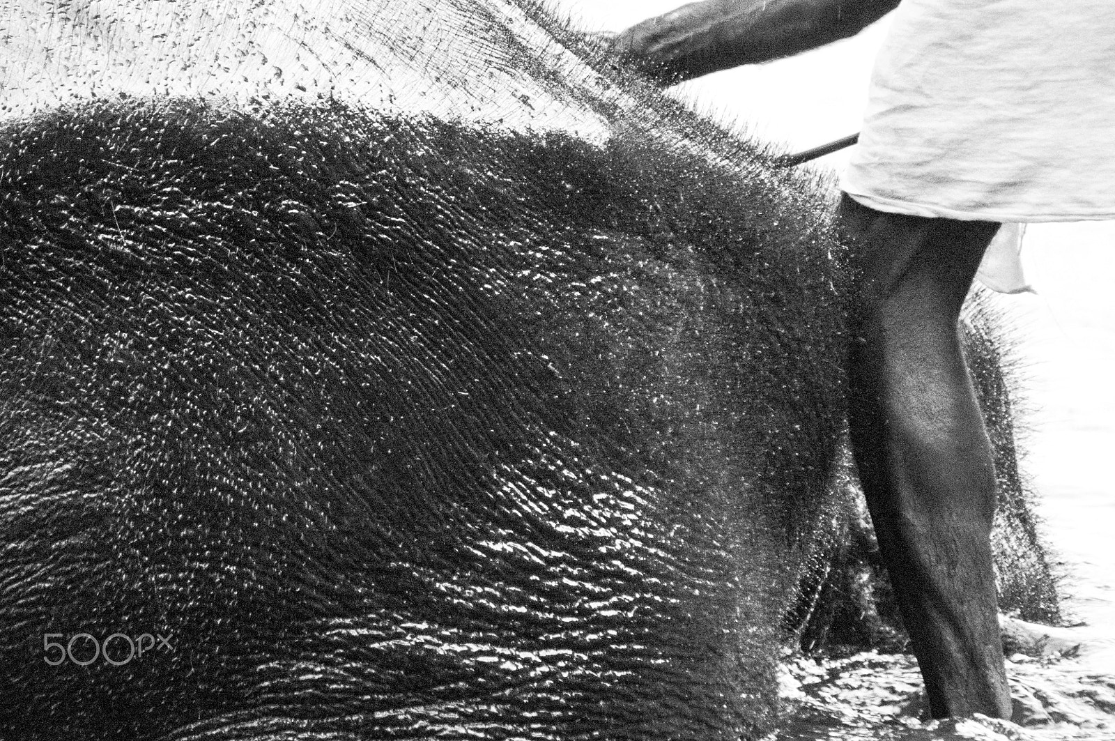 Pentax K-7 sample photo. Textures of beast and keeper photography