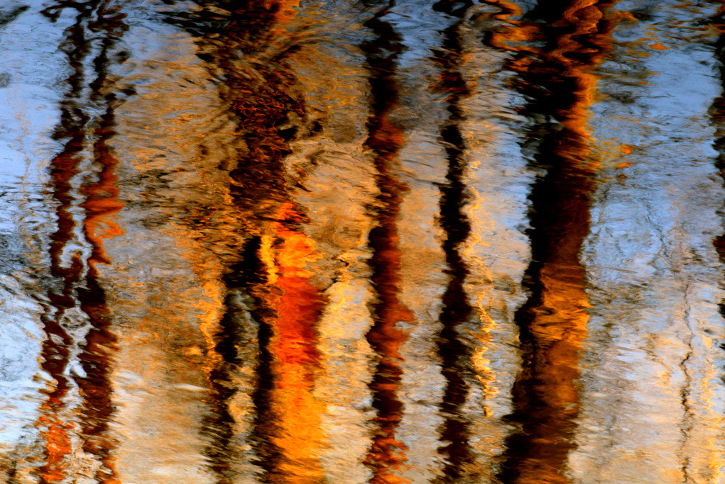 Canon EOS 70D + Canon EF 100mm F2.0 USM sample photo. Abstraction of forest photography