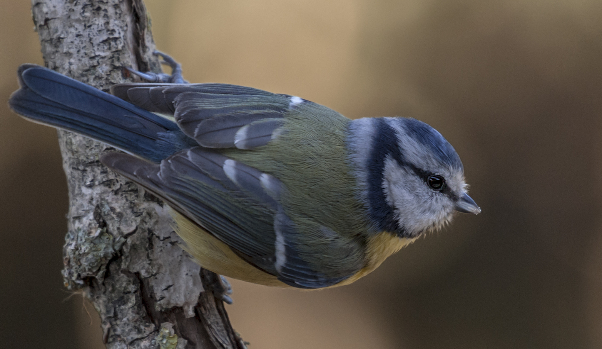 Sigma 50-500mm F4.5-6.3 DG OS HSM sample photo. Hererillo photography