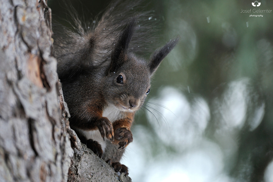 Nikon D3S sample photo. Squirrel spotted me photography