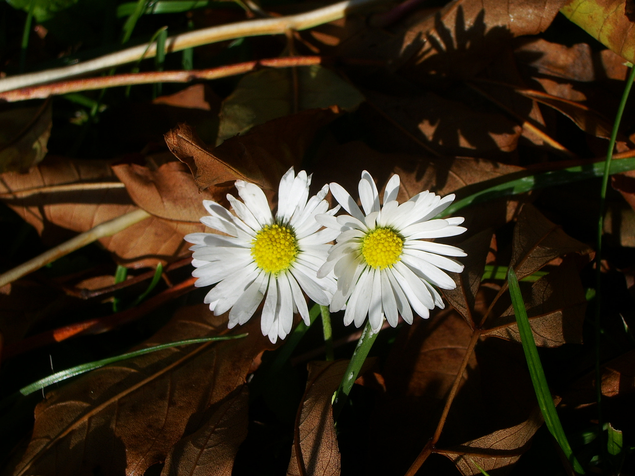 Pentax OPTIO S50 sample photo. Spring and autumn photography