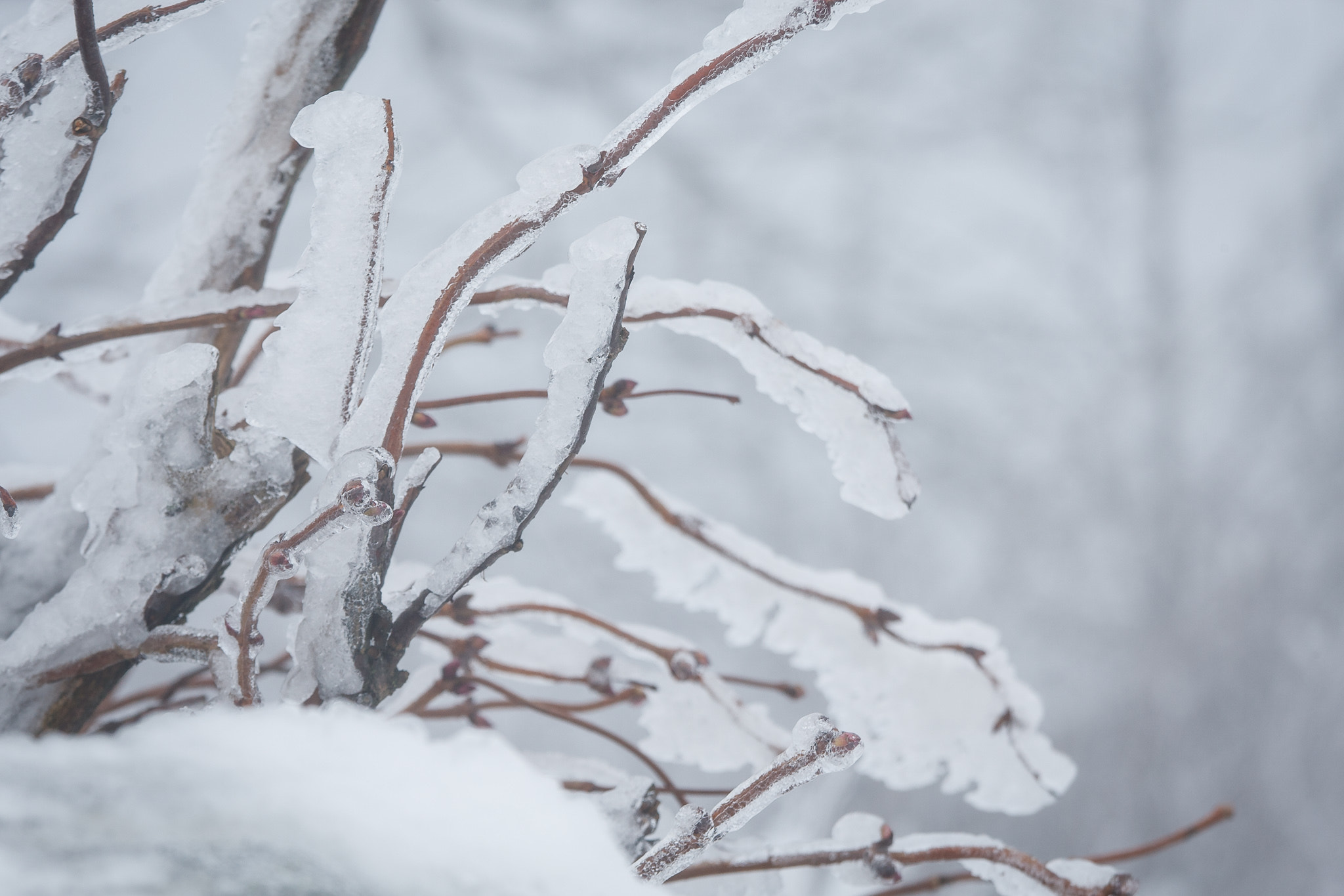 Canon EOS-1D Mark III sample photo. Winter ii photography