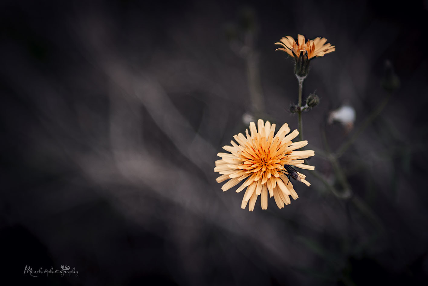 EF28-70mm f/2.8L USM sample photo. Natural life photography