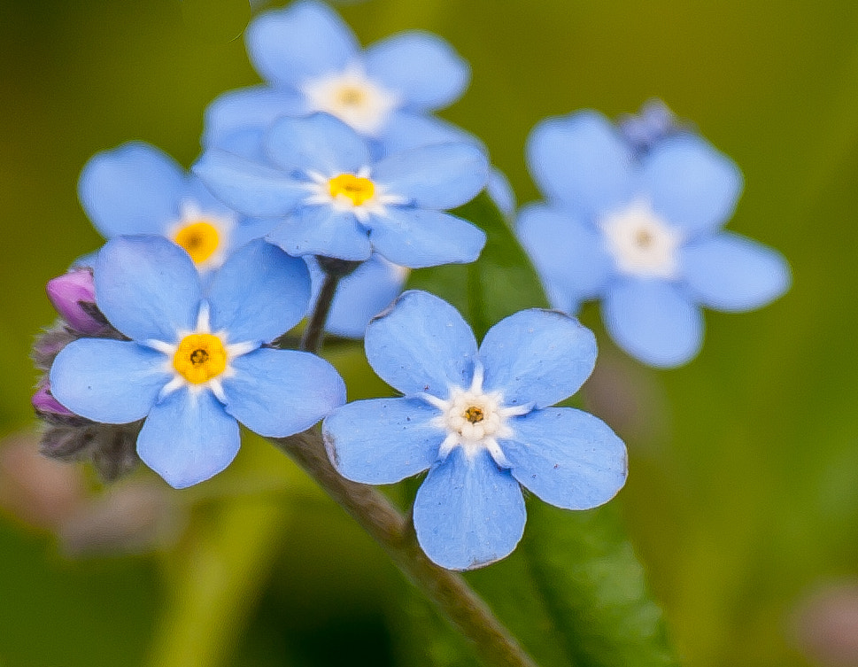 Sigma 70-300mm F4-5.6 APO DG Macro sample photo. Blue photography