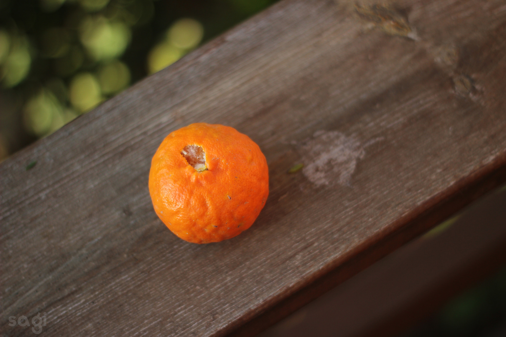Canon EOS 600D (Rebel EOS T3i / EOS Kiss X5) + Canon EF 50mm f/1.8 sample photo. Week 6 - orange photography