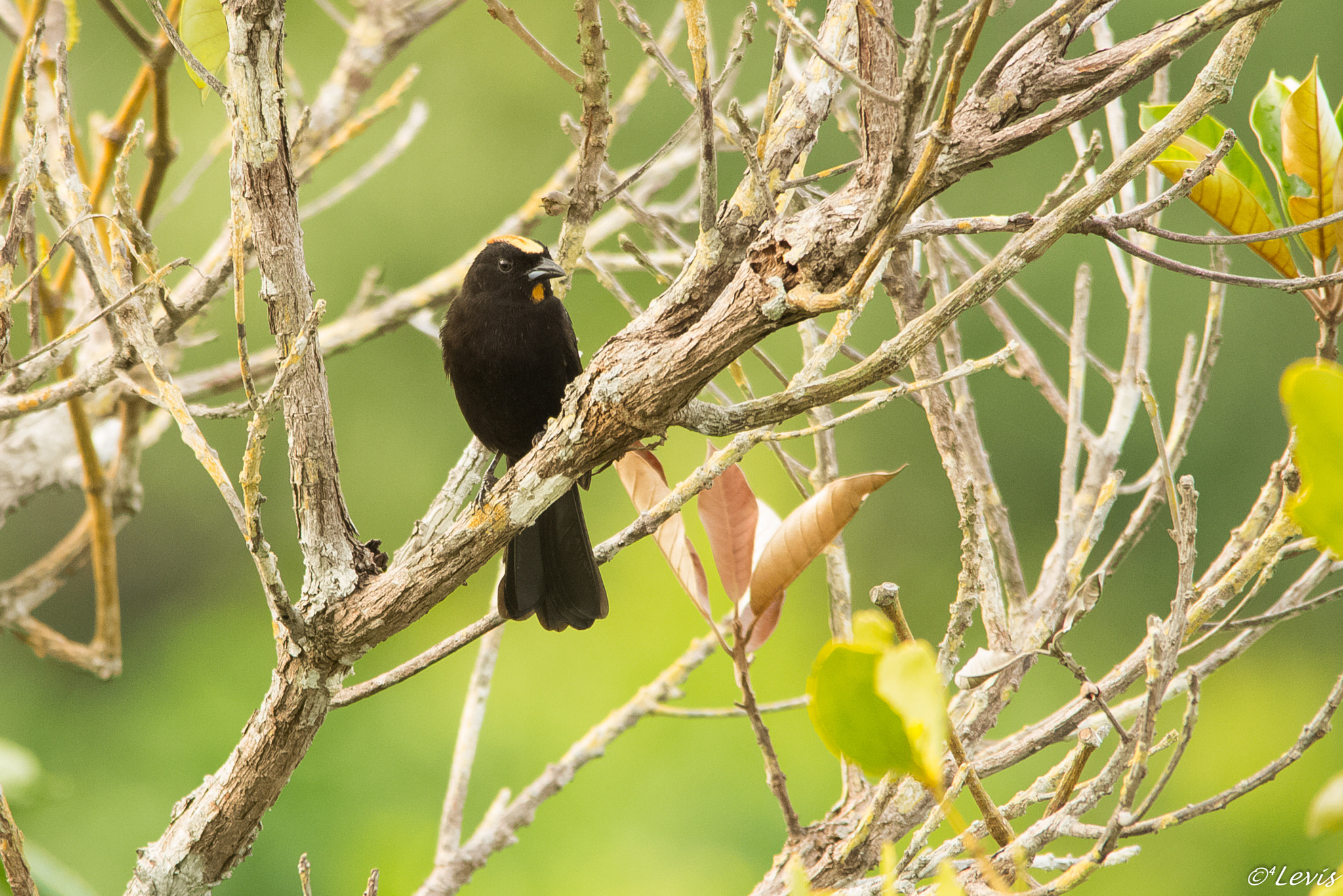 Sigma 150-500mm F5-6.3 DG OS HSM sample photo. Tiê-galo photography
