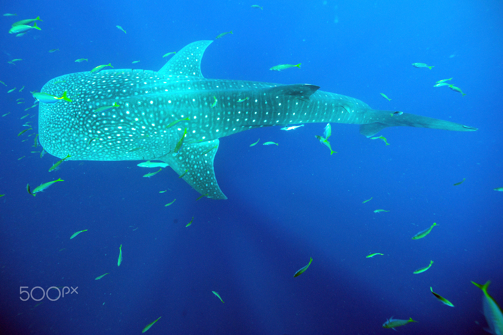 Nikon D3S + Nikon AF Nikkor 14mm F2.8D ED sample photo. Whale shark photography