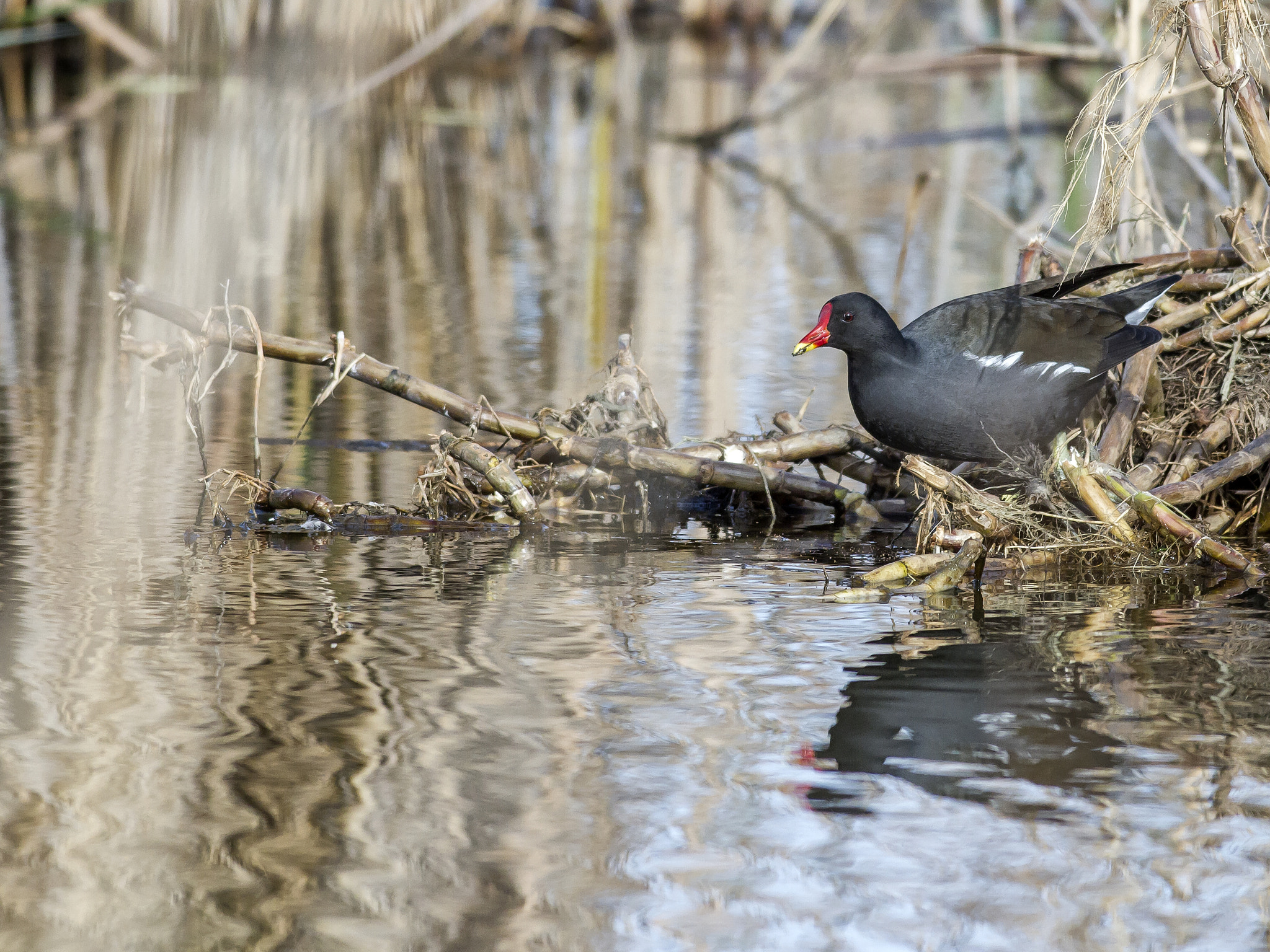 Canon EOS 7D + Canon EF 500mm f/4.5L sample photo. Untitled photography