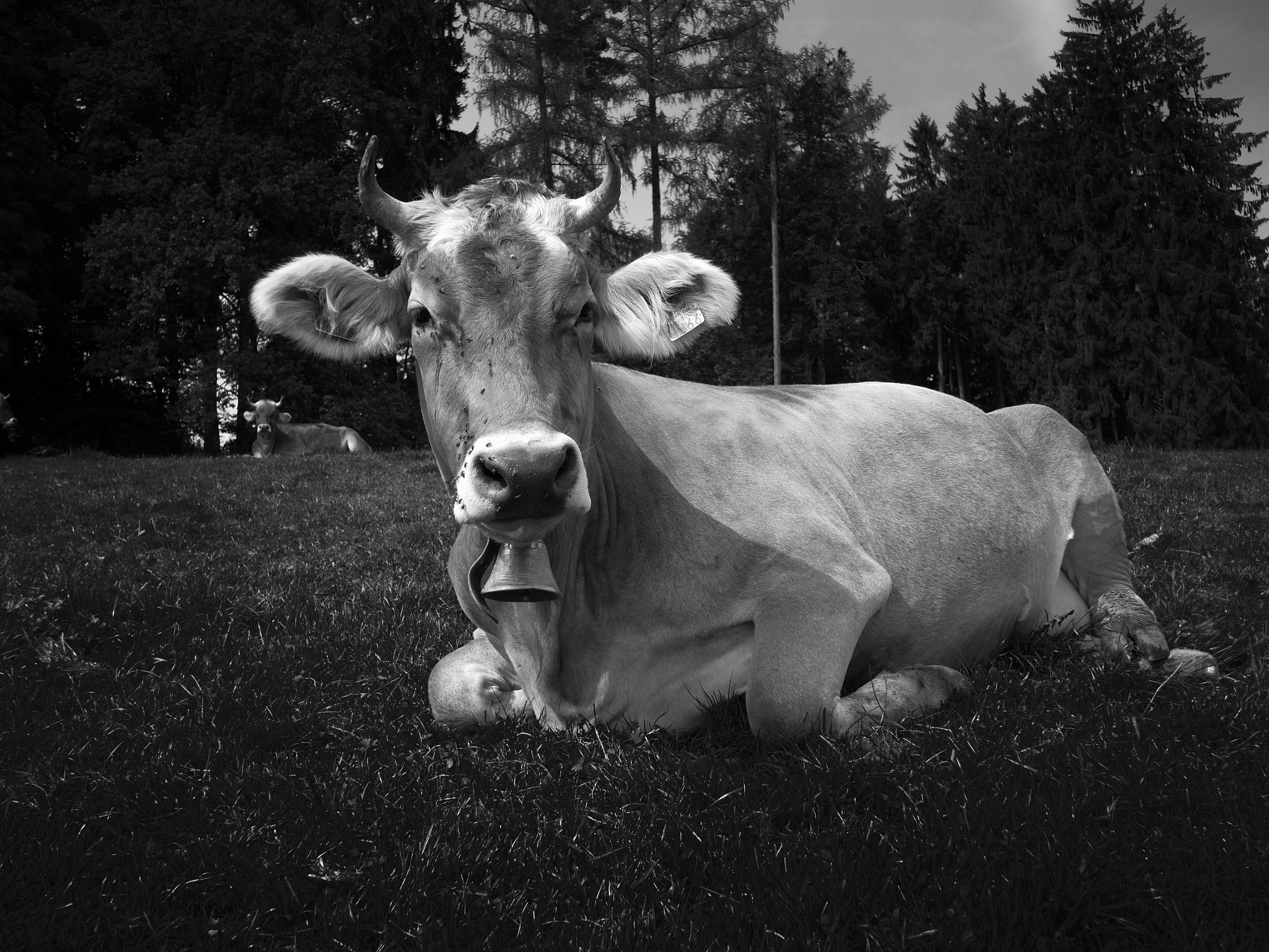 Panasonic Lumix DMC-GH3 + Panasonic Lumix G 14mm F2.5 ASPH sample photo. Cow photography