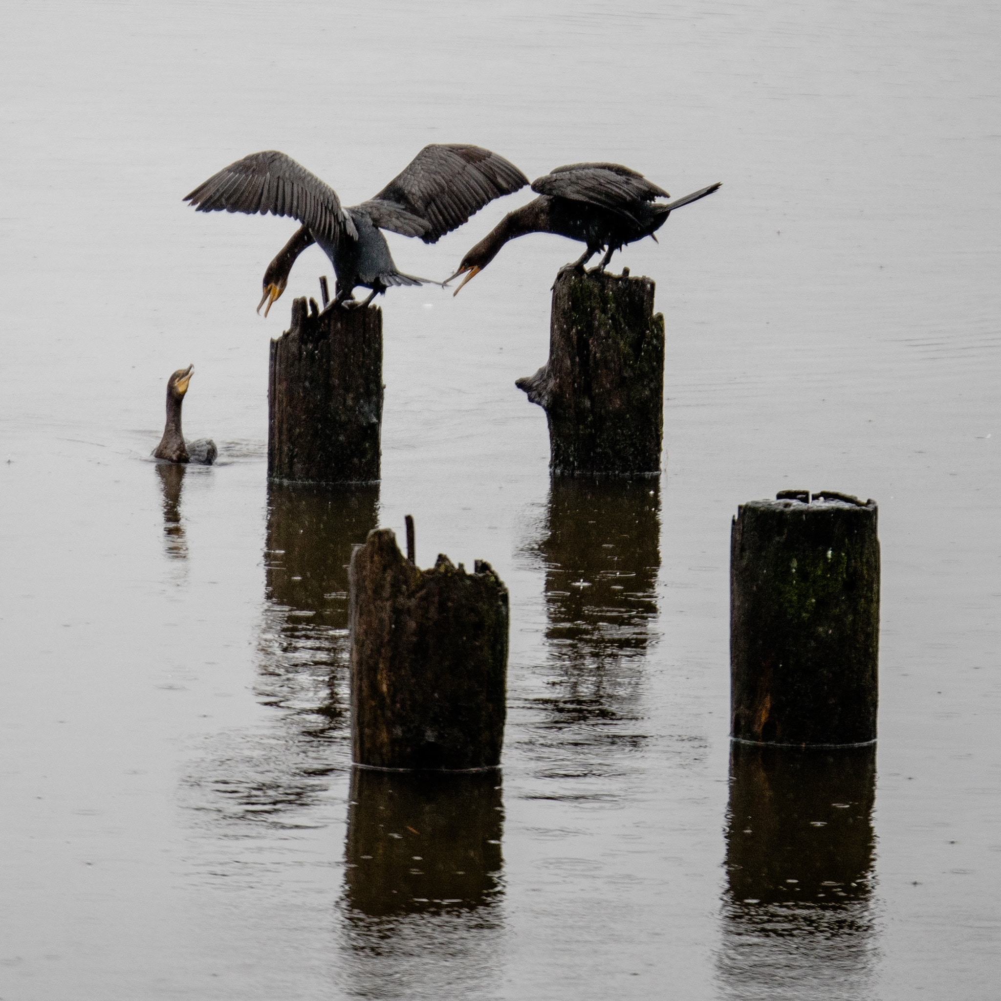 Panasonic Lumix G X Vario 35-100mm F2.8 OIS sample photo. Party crasher photography