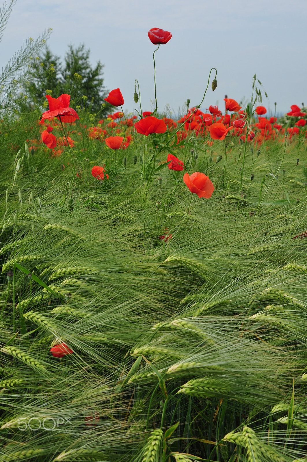 AF Zoom-Nikkor 35-80mm f/4-5.6D N sample photo. "the tallest..." field poppy in barley. photography