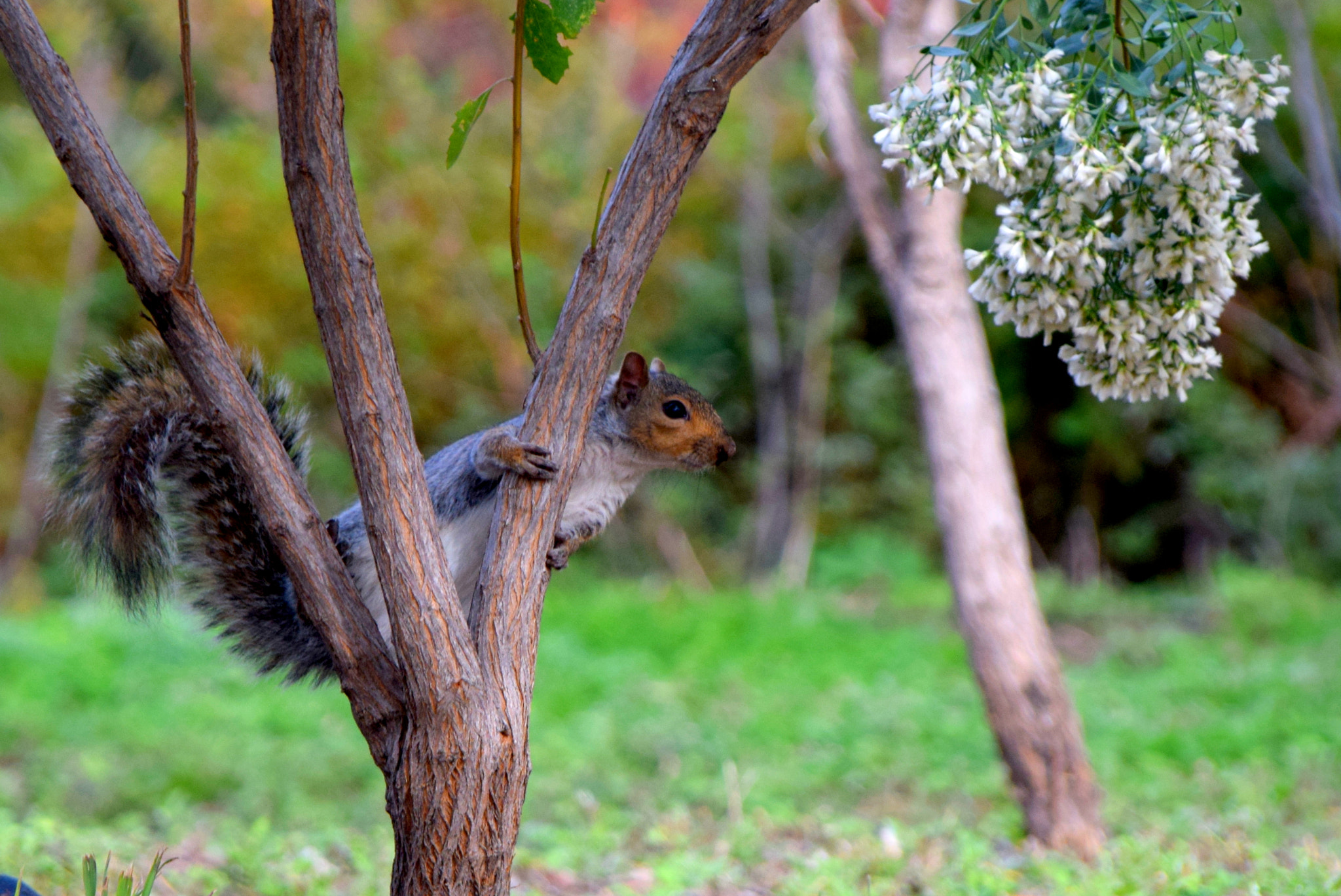 Nikon D5300 + Sigma 18-200mm F3.5-6.3 DC OS HSM sample photo. Dsc_0157-001.jpg photography