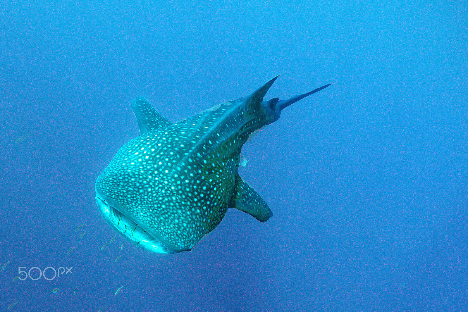 Nikon D3S + Nikon AF Nikkor 14mm F2.8D ED sample photo. Whale shark coming this way photography