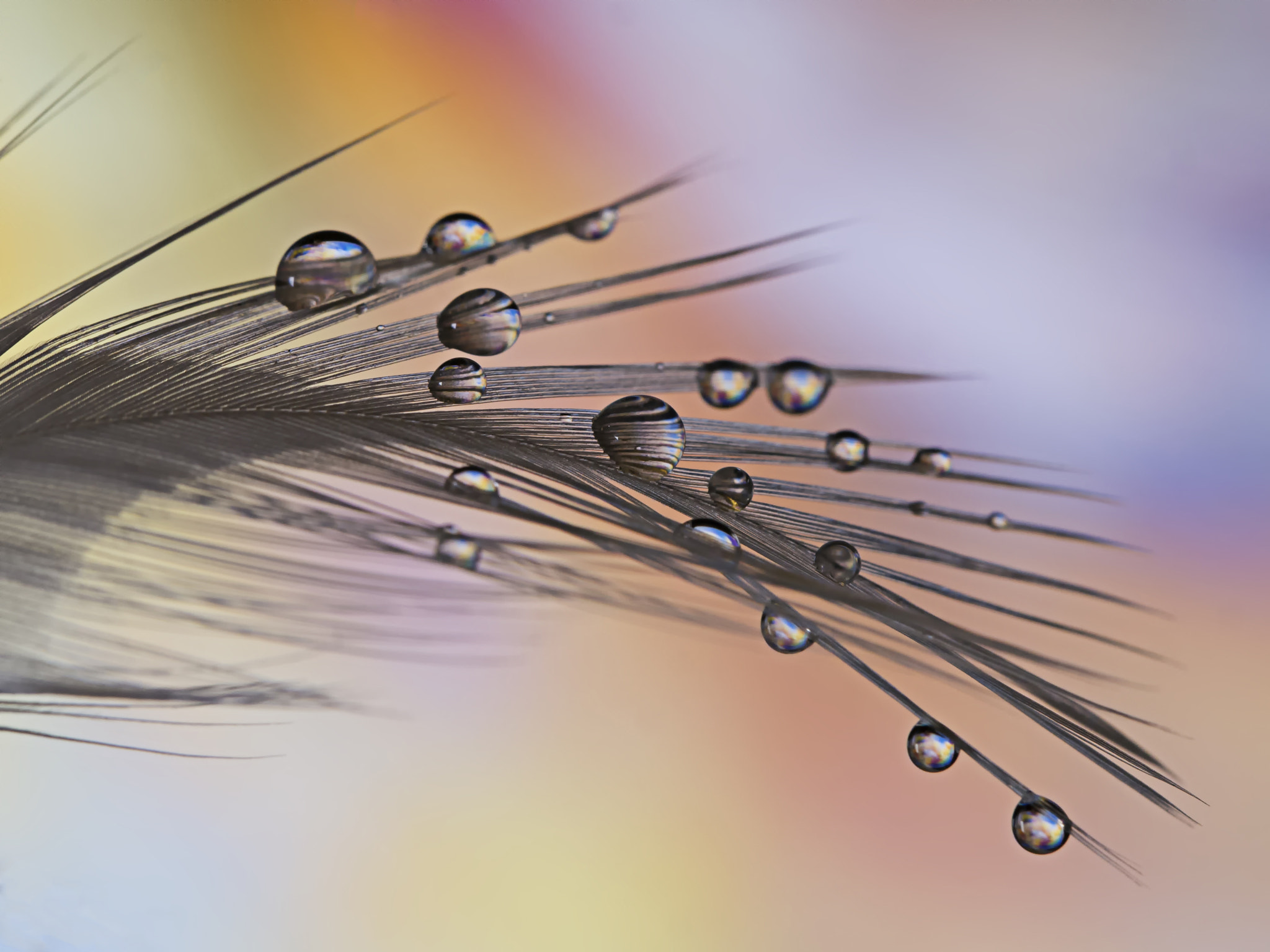 Samsung NX300 + Samsung NX 60mm F2.8 Macro ED OIS SSA sample photo. ... photography