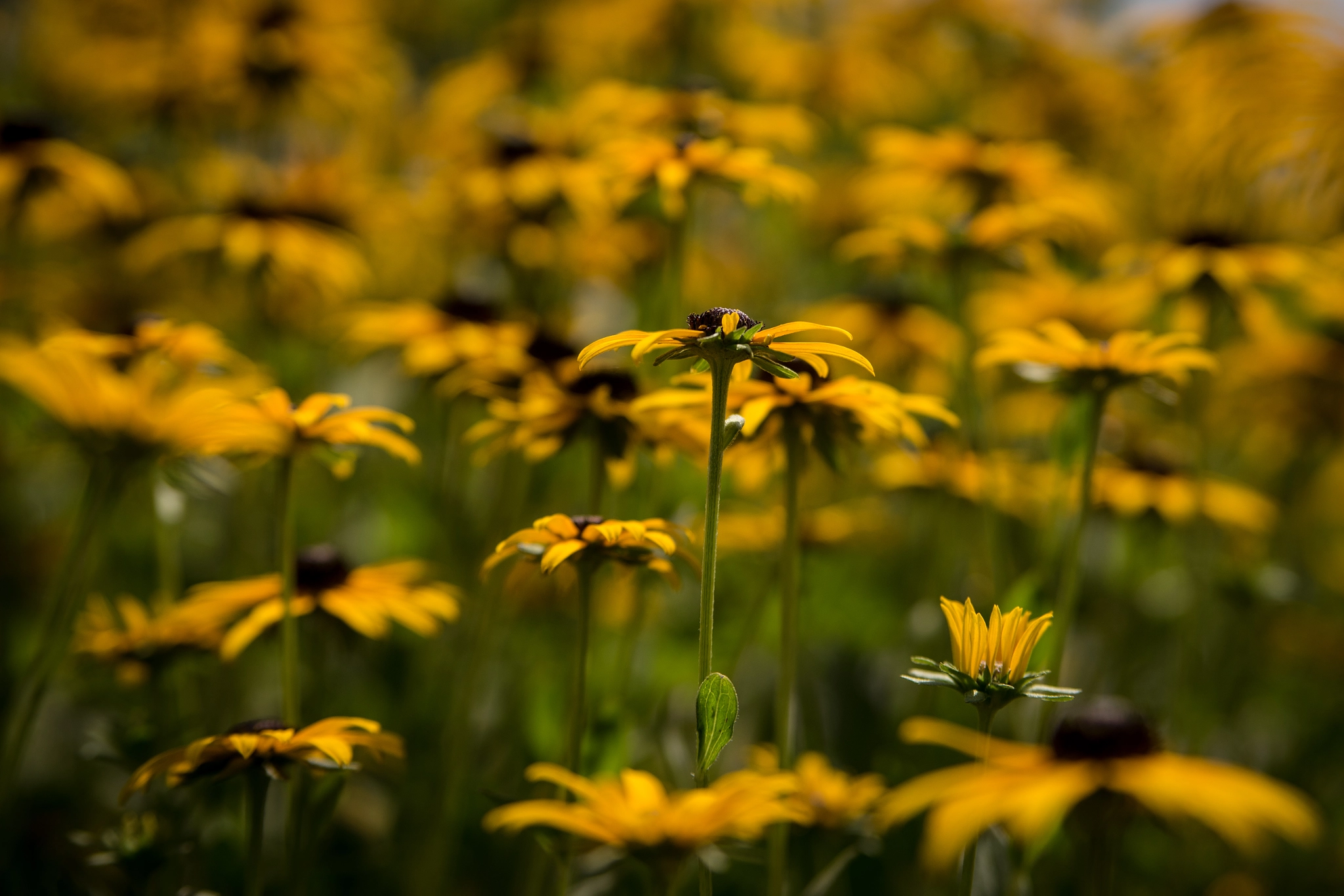Sony a7 + Tamron SP 24-70mm F2.8 Di VC USD sample photo. Black-eyed susan photography