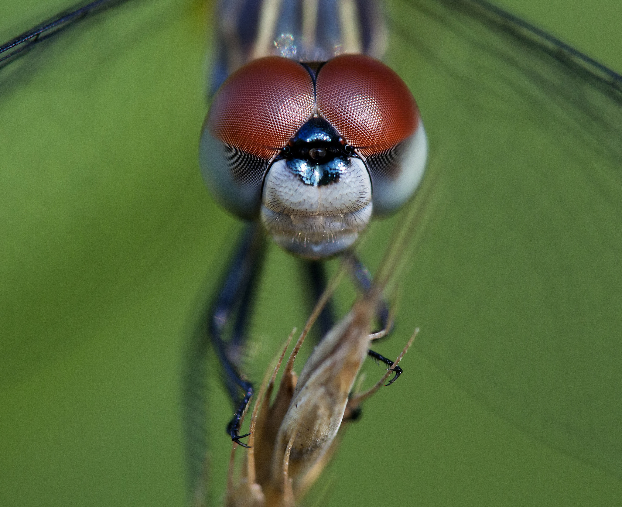 Tamron SP AF 180mm F3.5 Di LD (IF) Macro sample photo. Dasher 39 photography