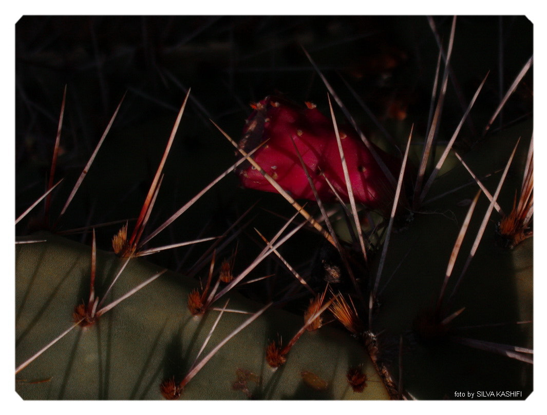 Nikon E995 sample photo. Se son spine pungeranno photography