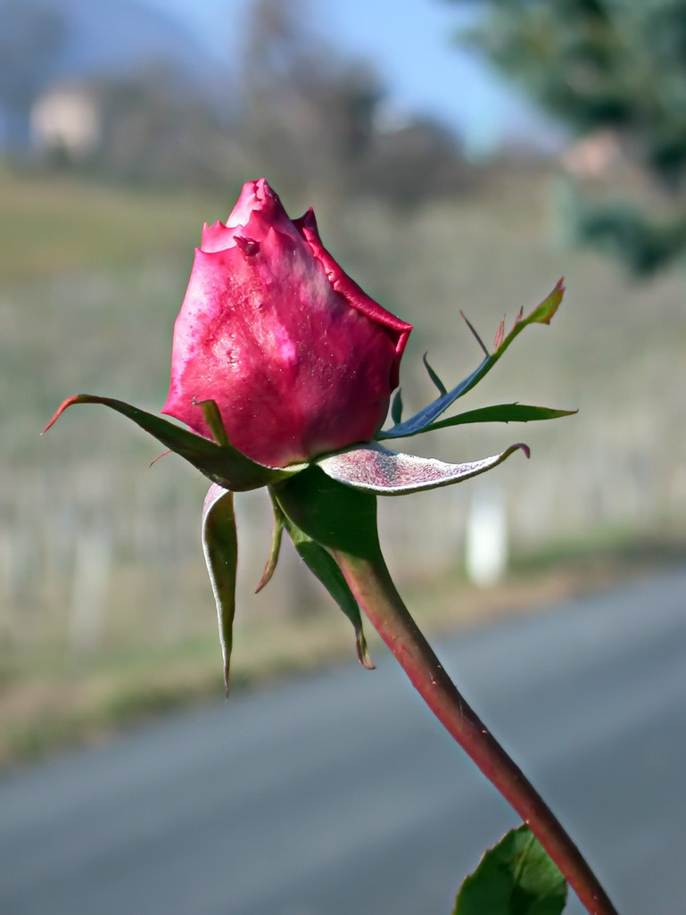 Nikon E995 sample photo. Se son rose fioriranno photography