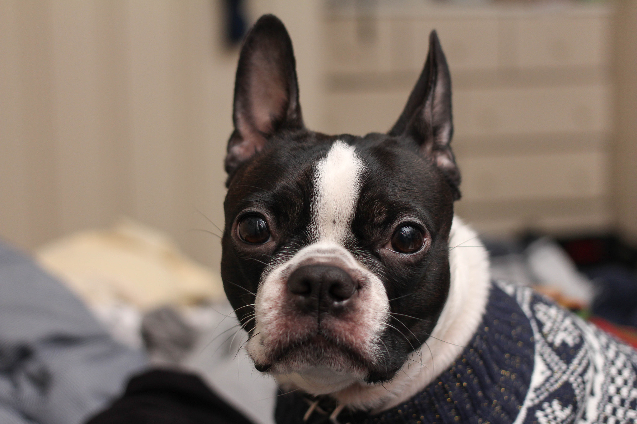 Canon EF 40mm F2.8 STM sample photo. Nora 3 photography