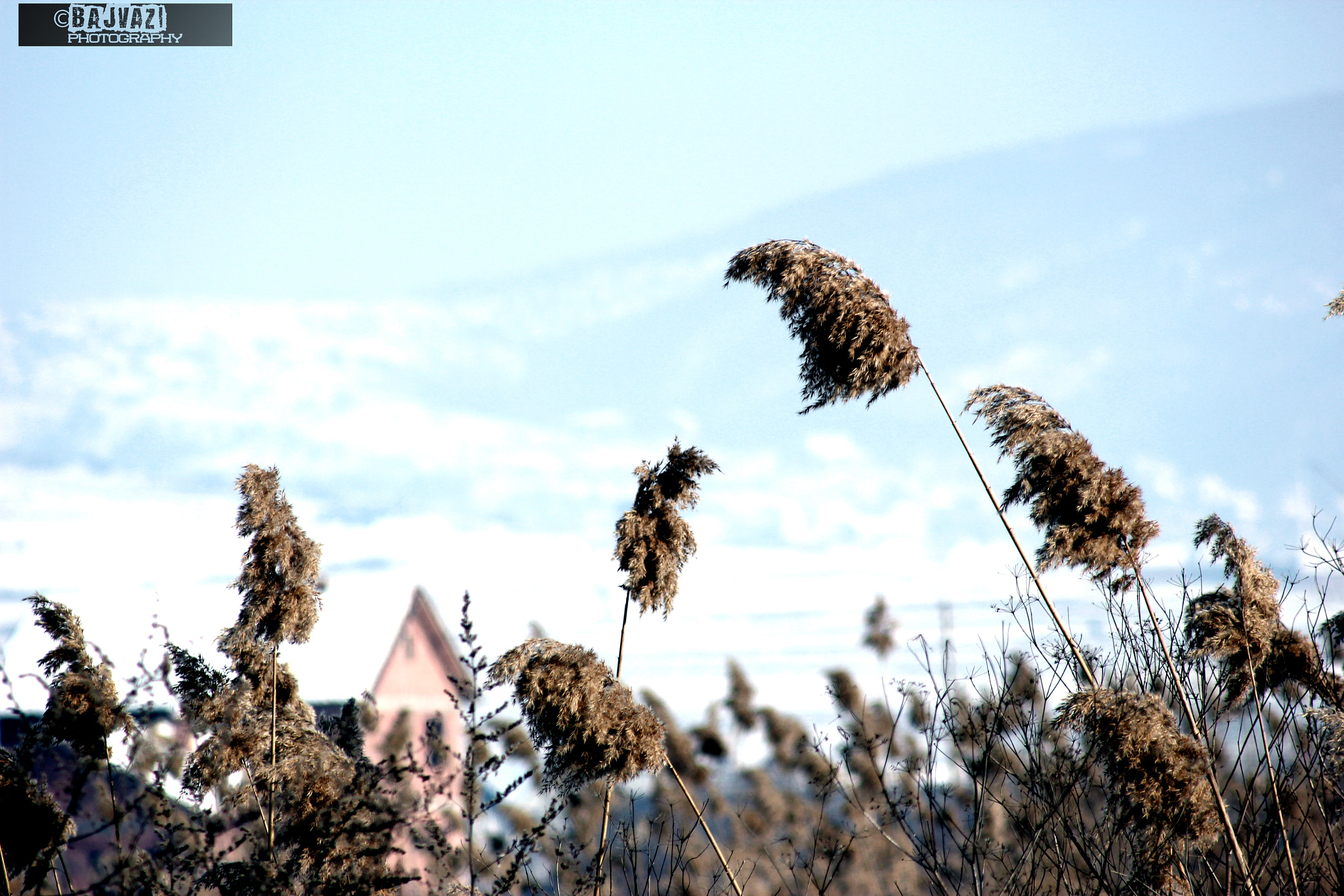 Canon EF 80-200mm F4.5-5.6 II sample photo. 29 winter palms photography