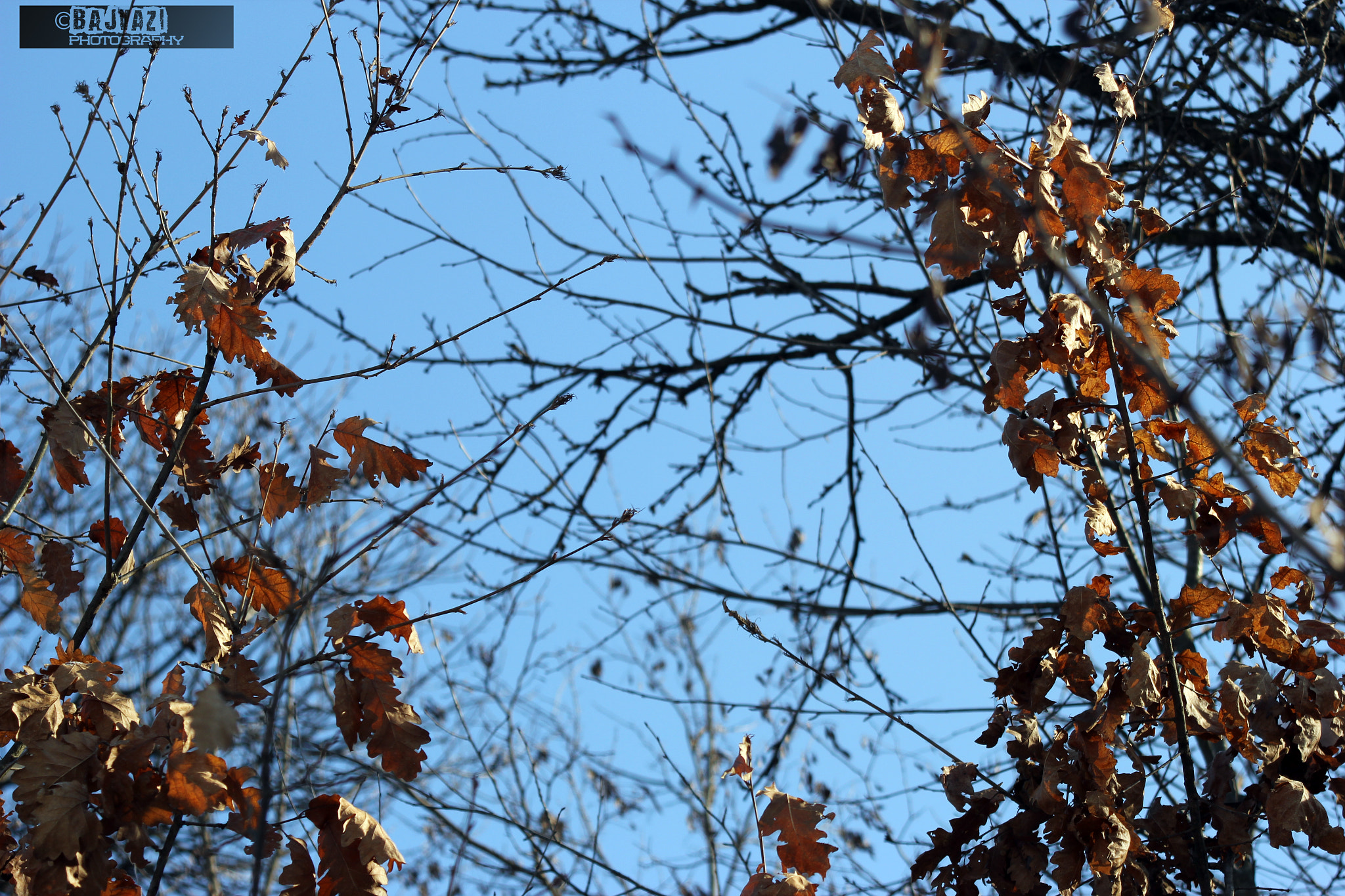 Canon EF 80-200mm F4.5-5.6 II sample photo. Leaves in the winter photography
