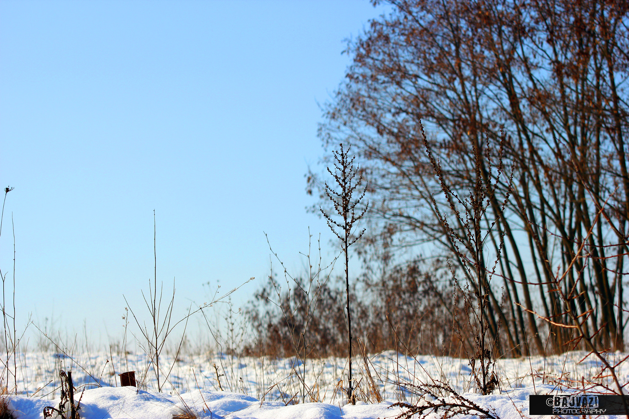 Canon EF 80-200mm F4.5-5.6 II sample photo. Winter day photography