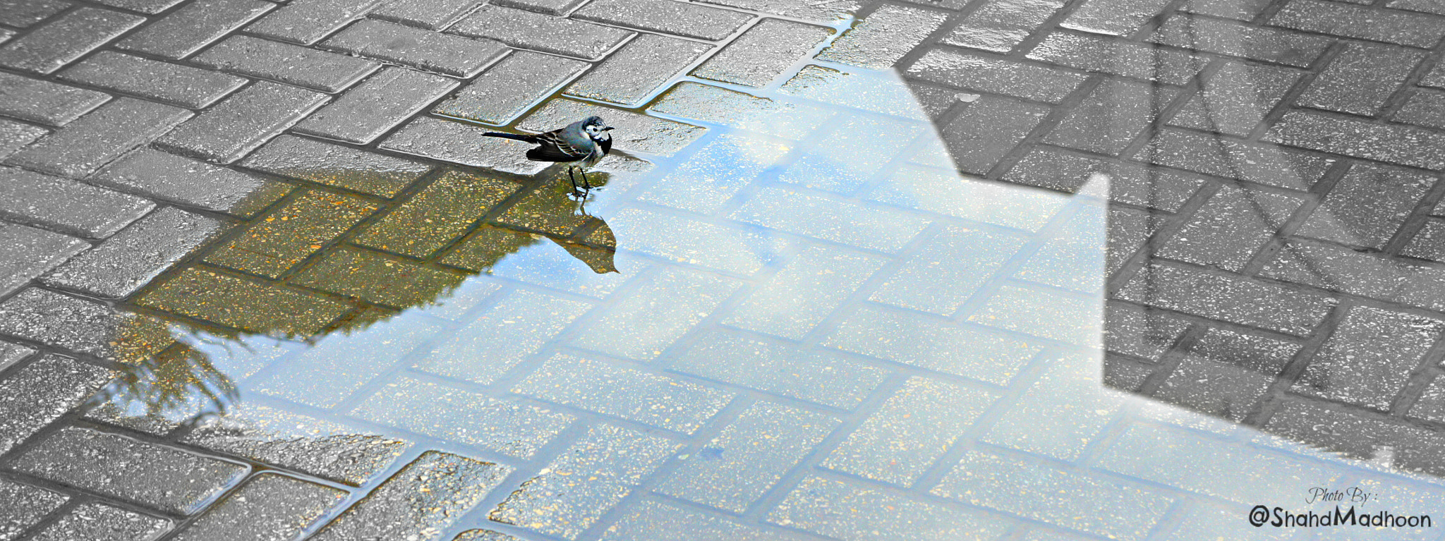 Sony Alpha NEX-3 sample photo. I go where i found freedom. photography
