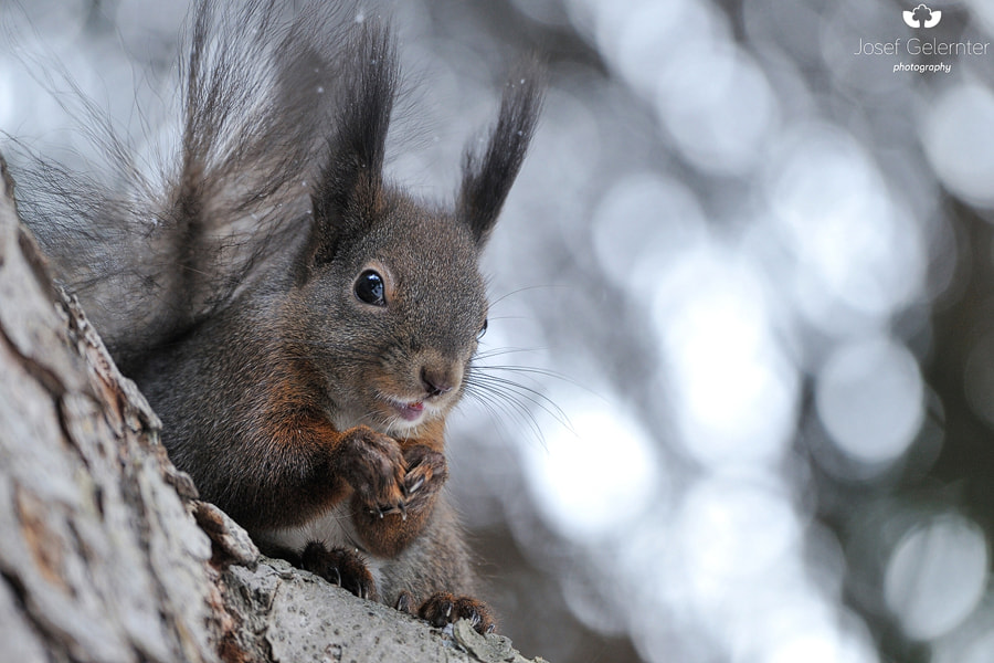 Nikon D3S sample photo. Squirrel photography