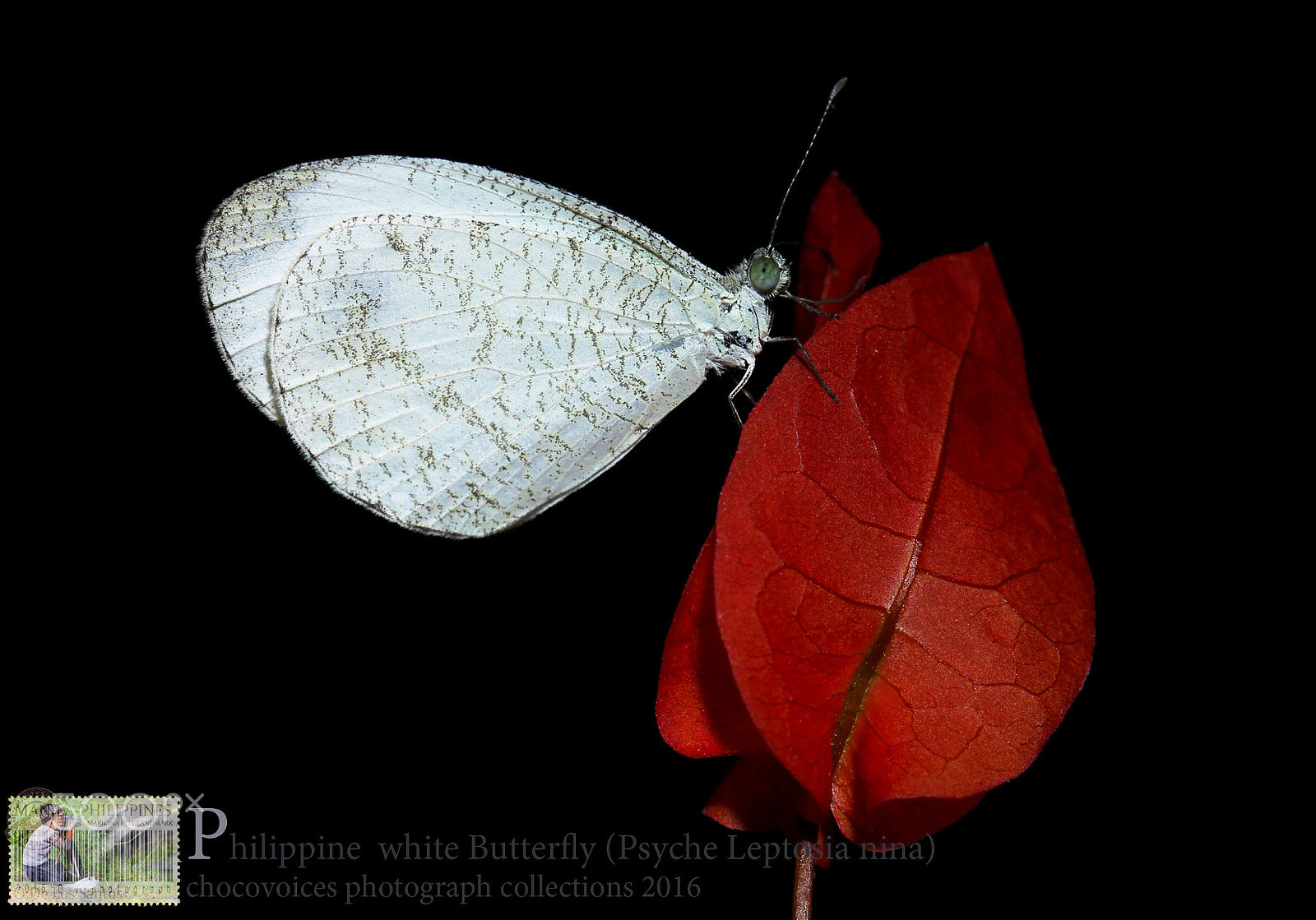 Canon EOS 60D + Canon EF 100mm F2.8 Macro USM sample photo. Philippine white butterfly ( psyche leptosia nina) chocovoices2016 photography